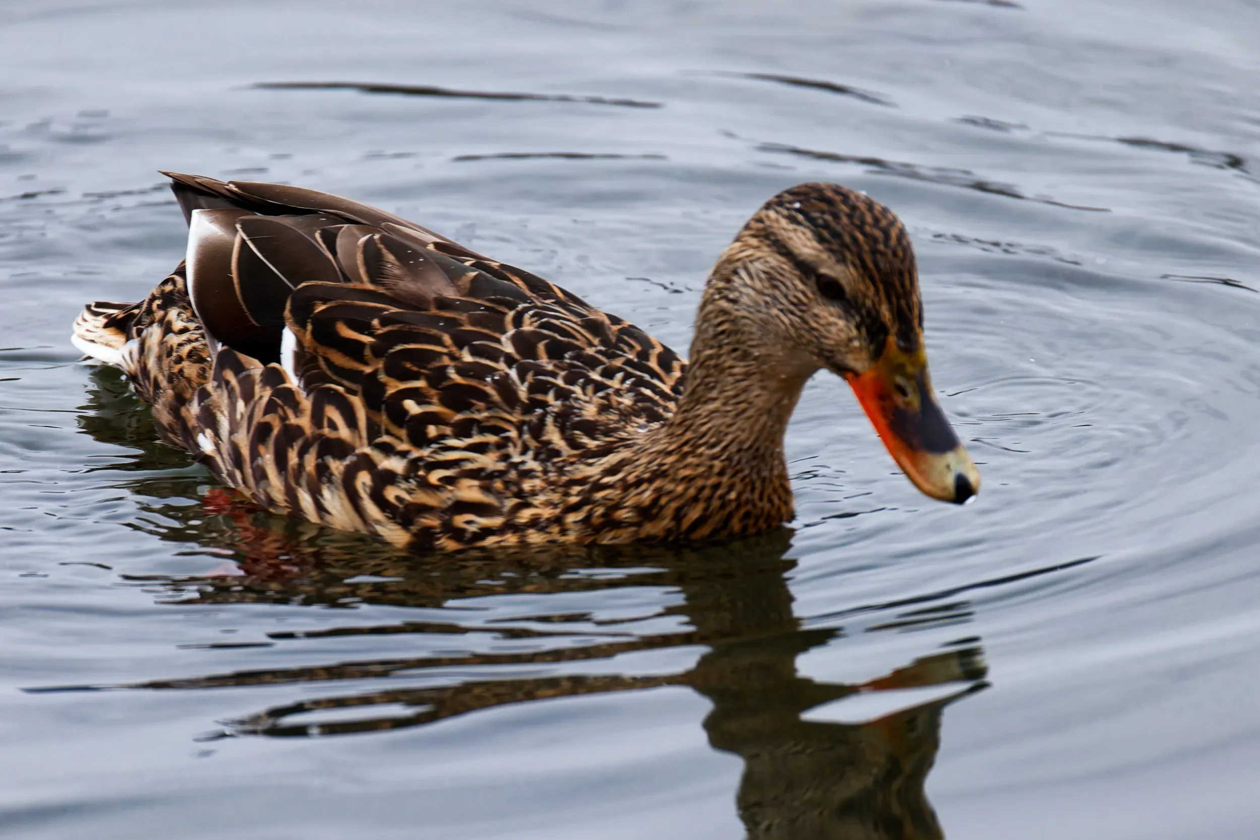 Anka i Båstad hamn mars 2026