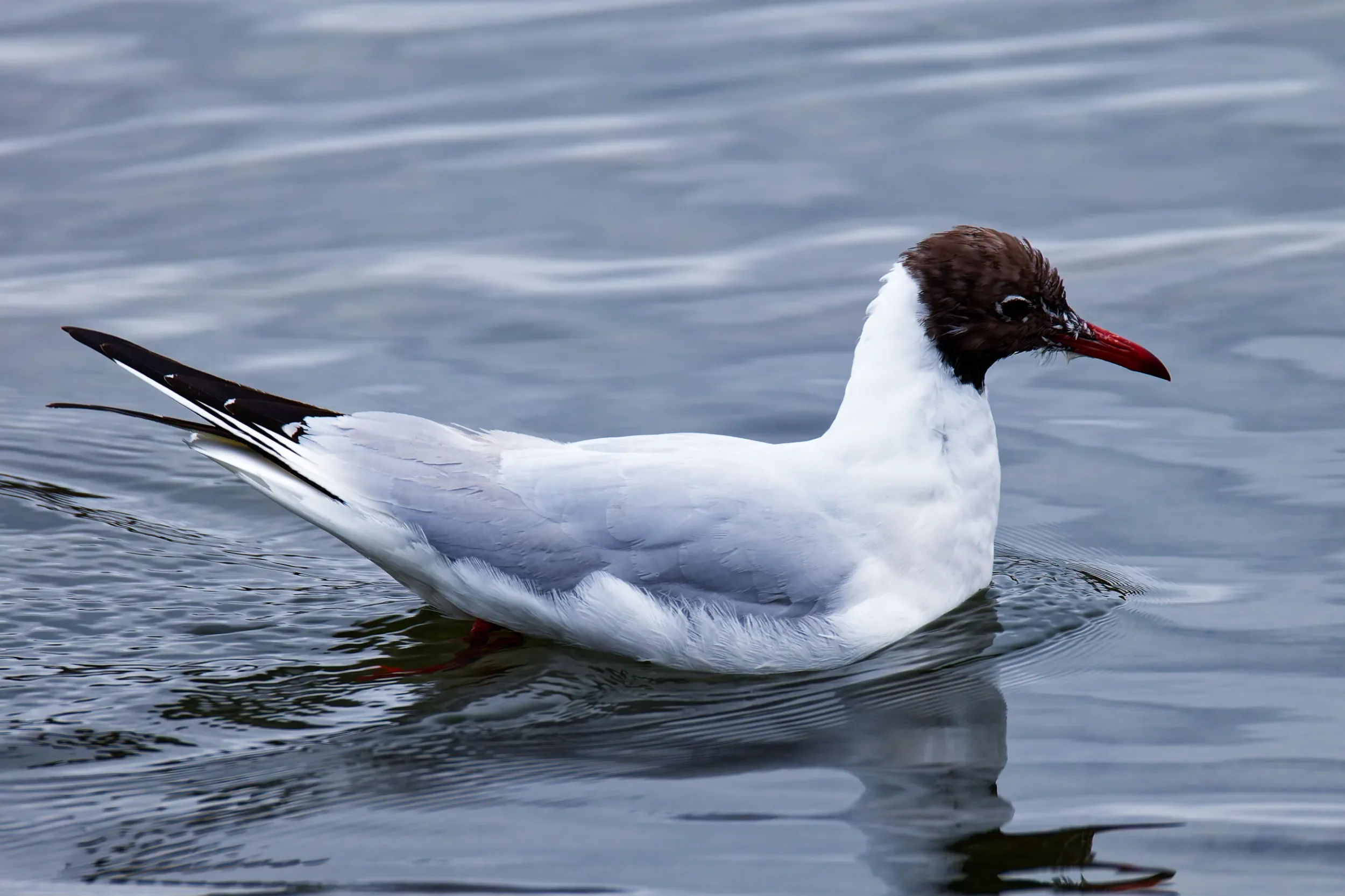 Mås i Båstad hamn mars 2026