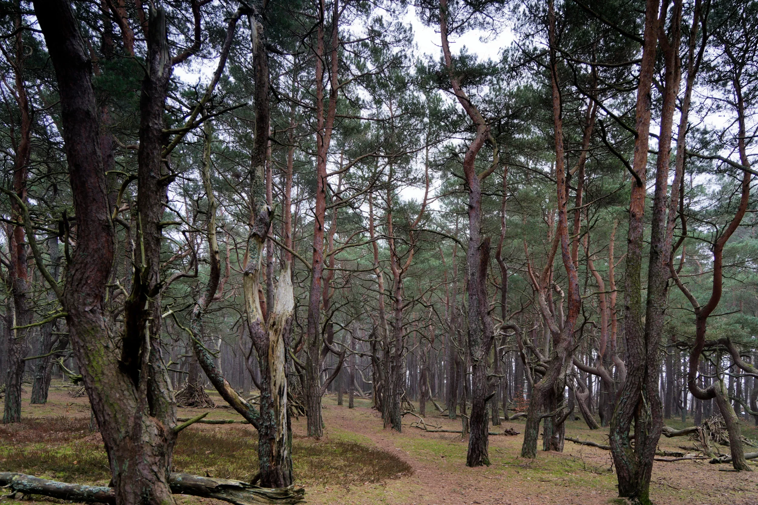 Fin natur i Skummelövs naturreservat