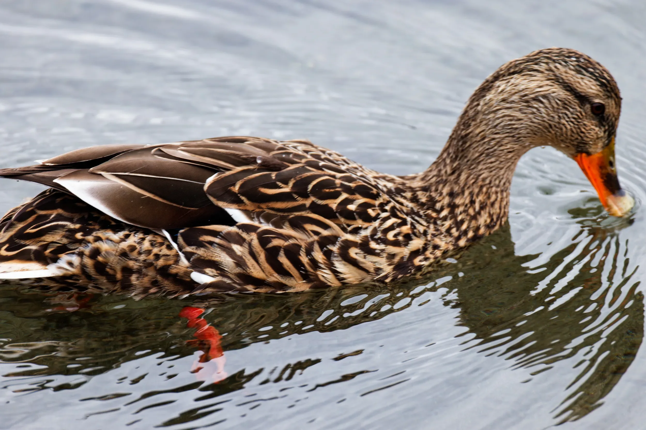 Anka i Båstad hamn mars 2026