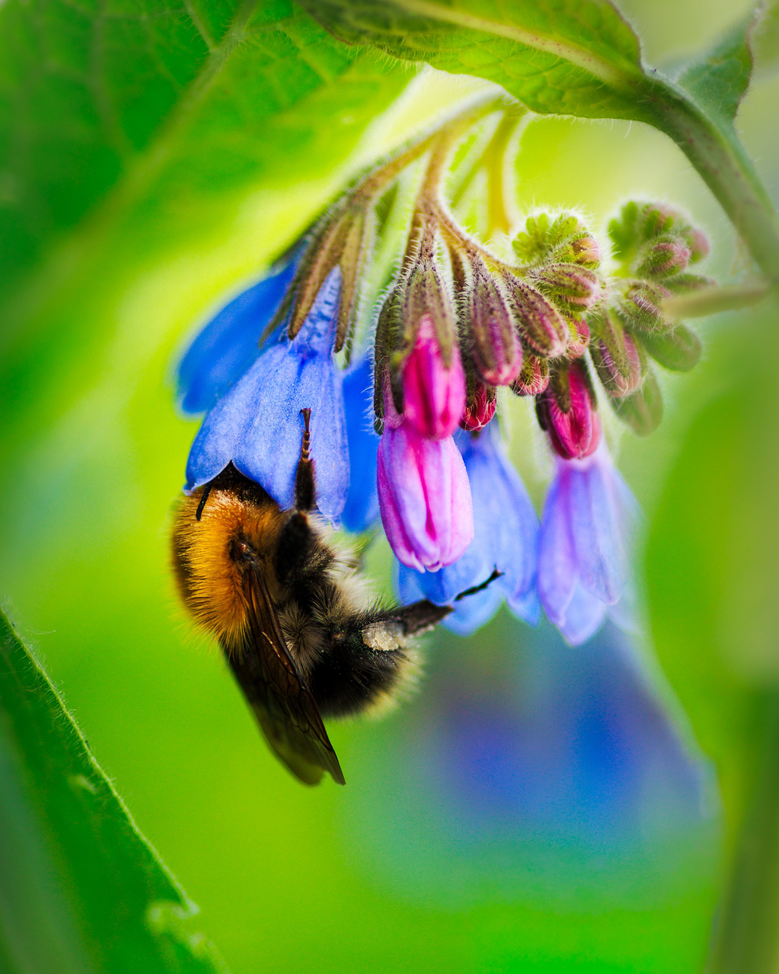 MACRO FOTOGRAFIE