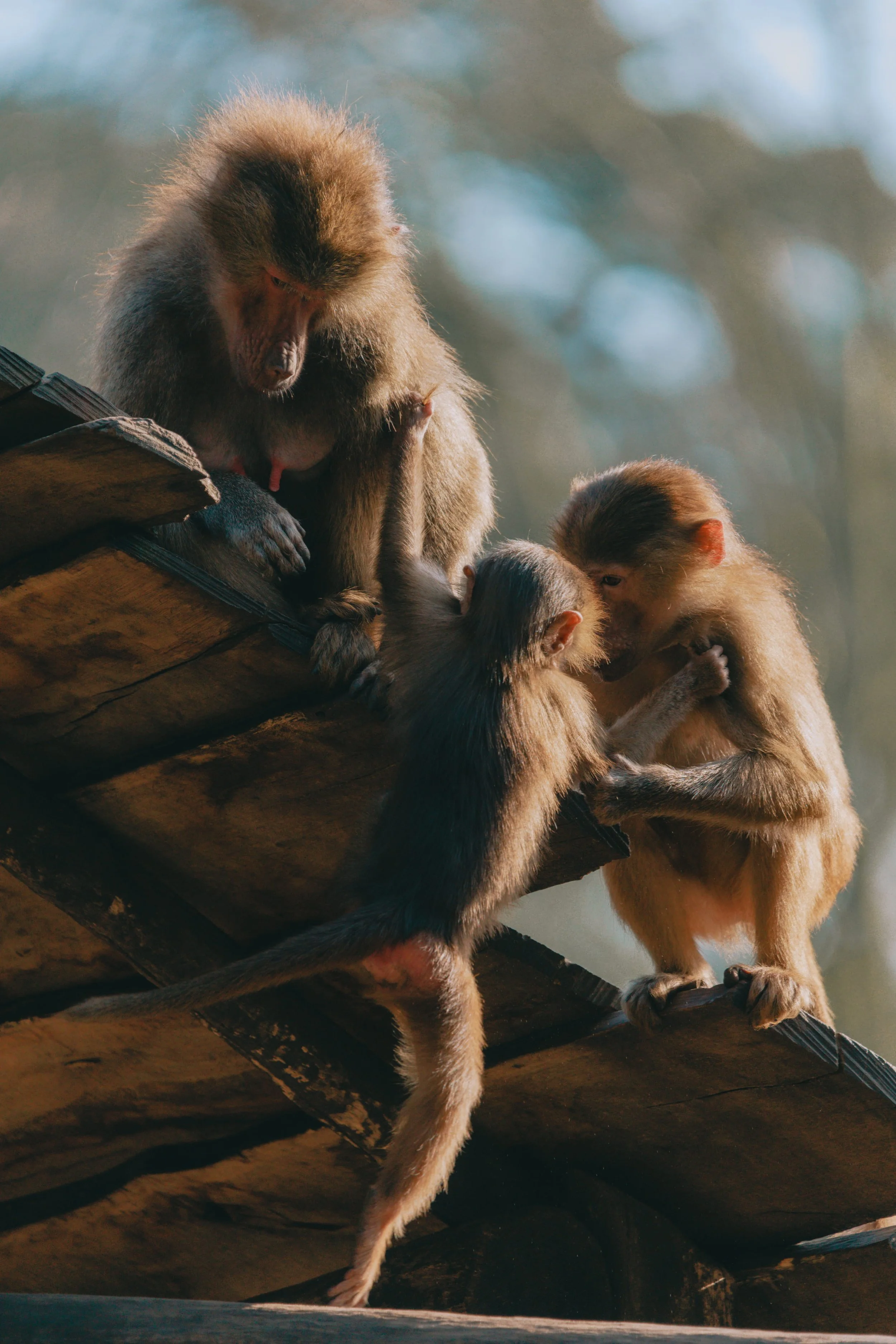 Wildlife fotografie