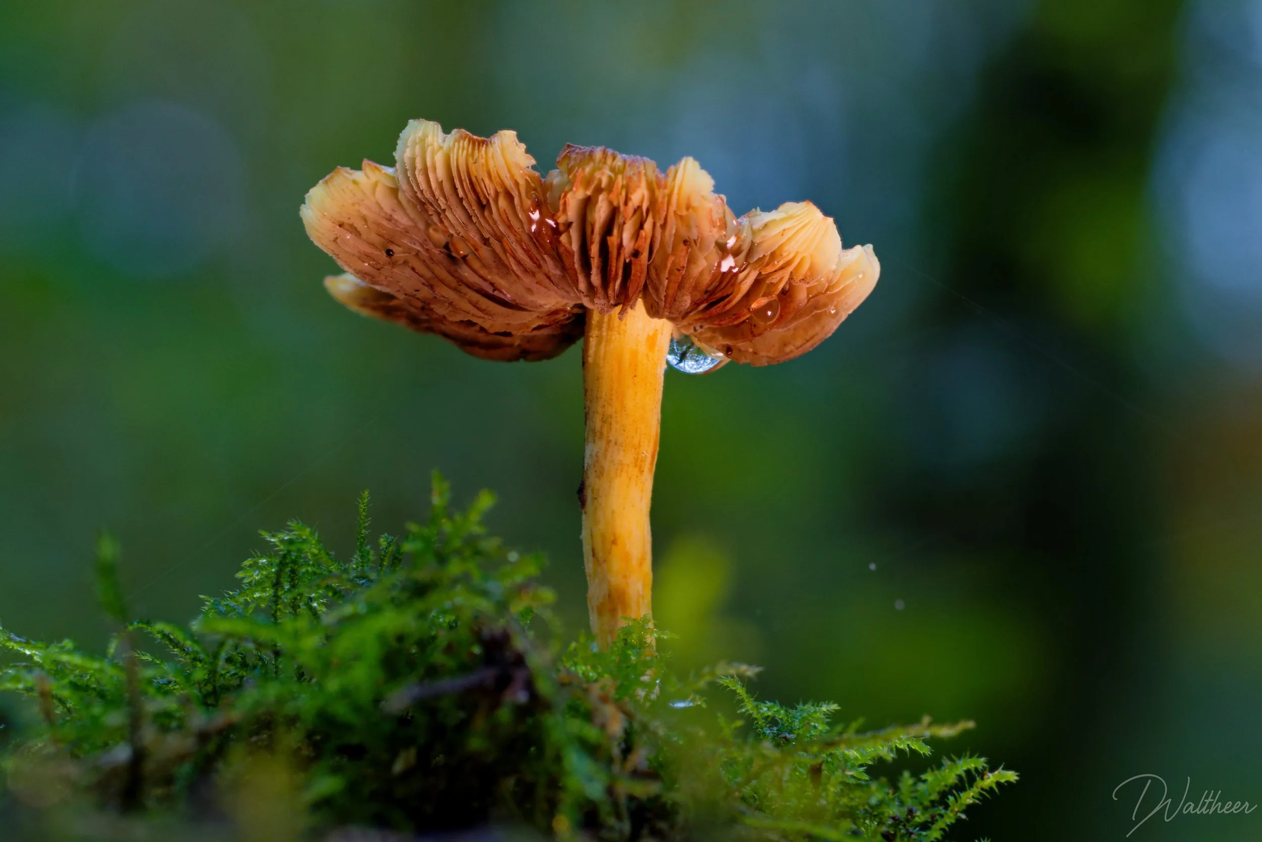 Macro fotografie