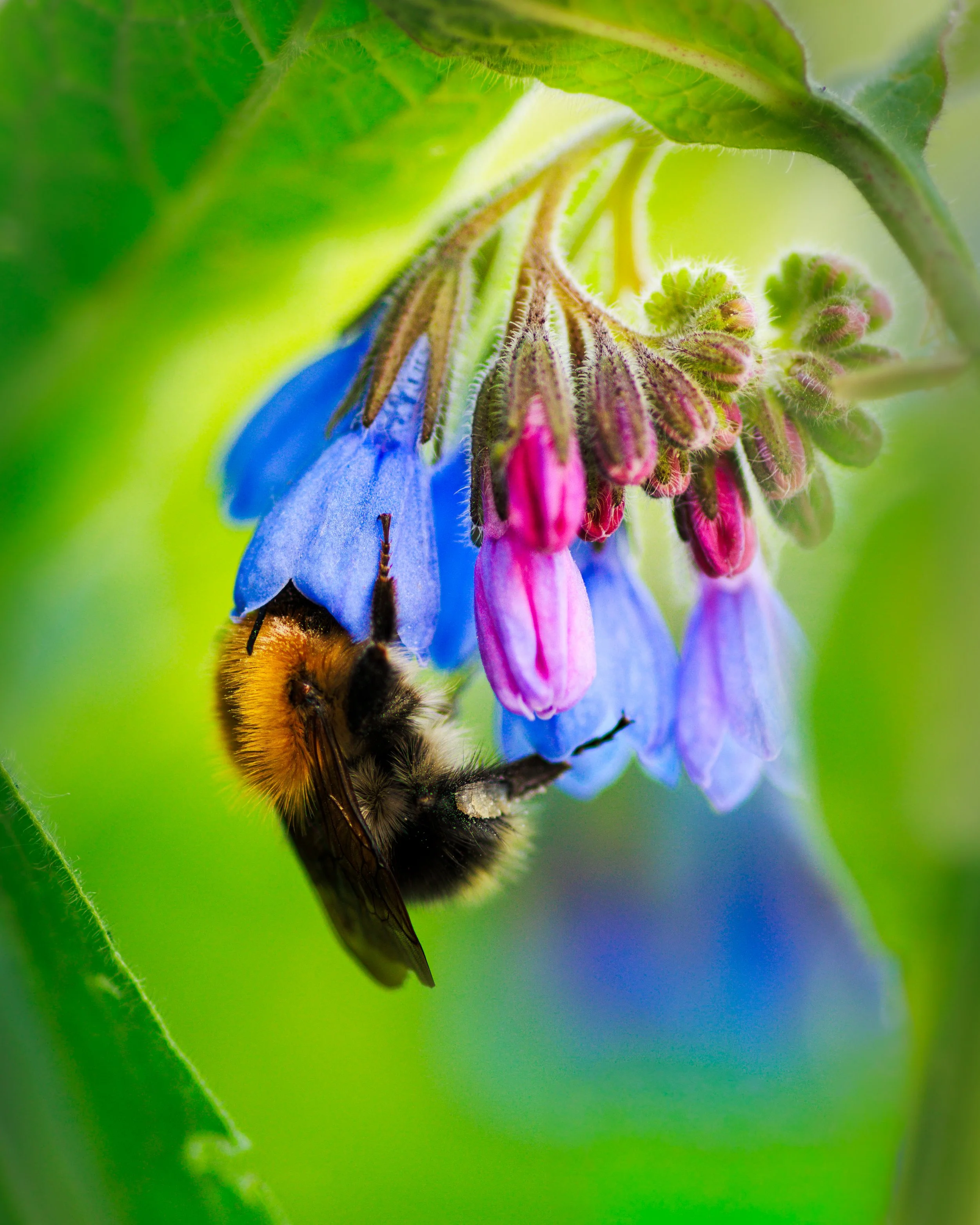 Macro fotografie
