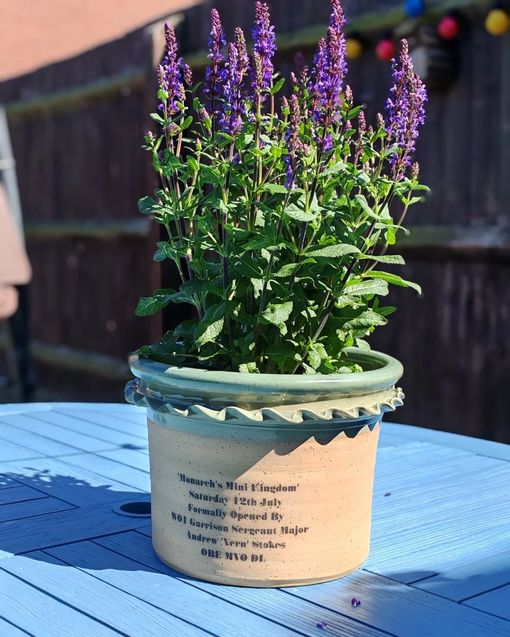 Potted purple flowering plant on a white outdoor table with a wooden fence in the background.
