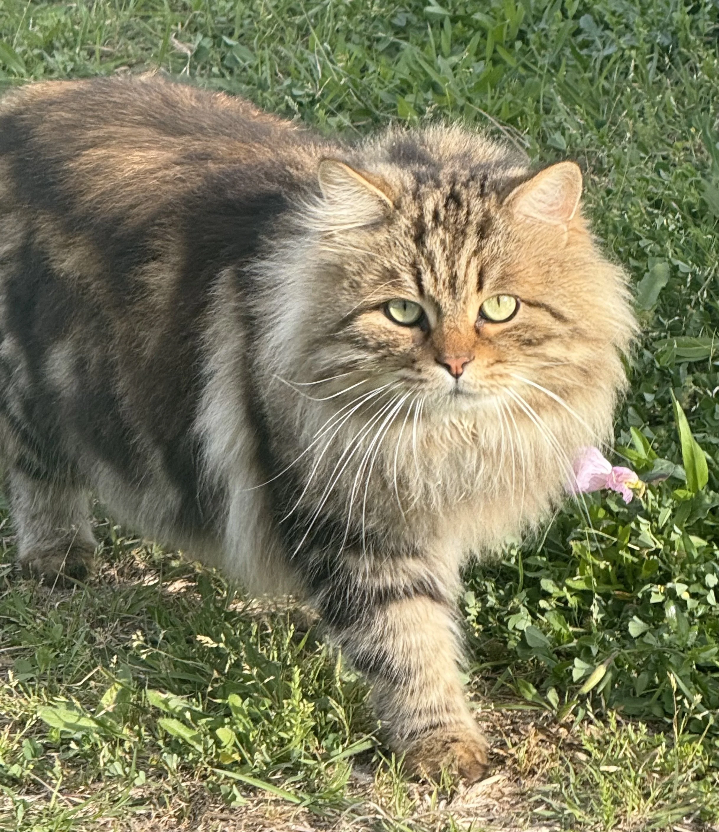 Kittens, 2026 Simba Face.jpeg