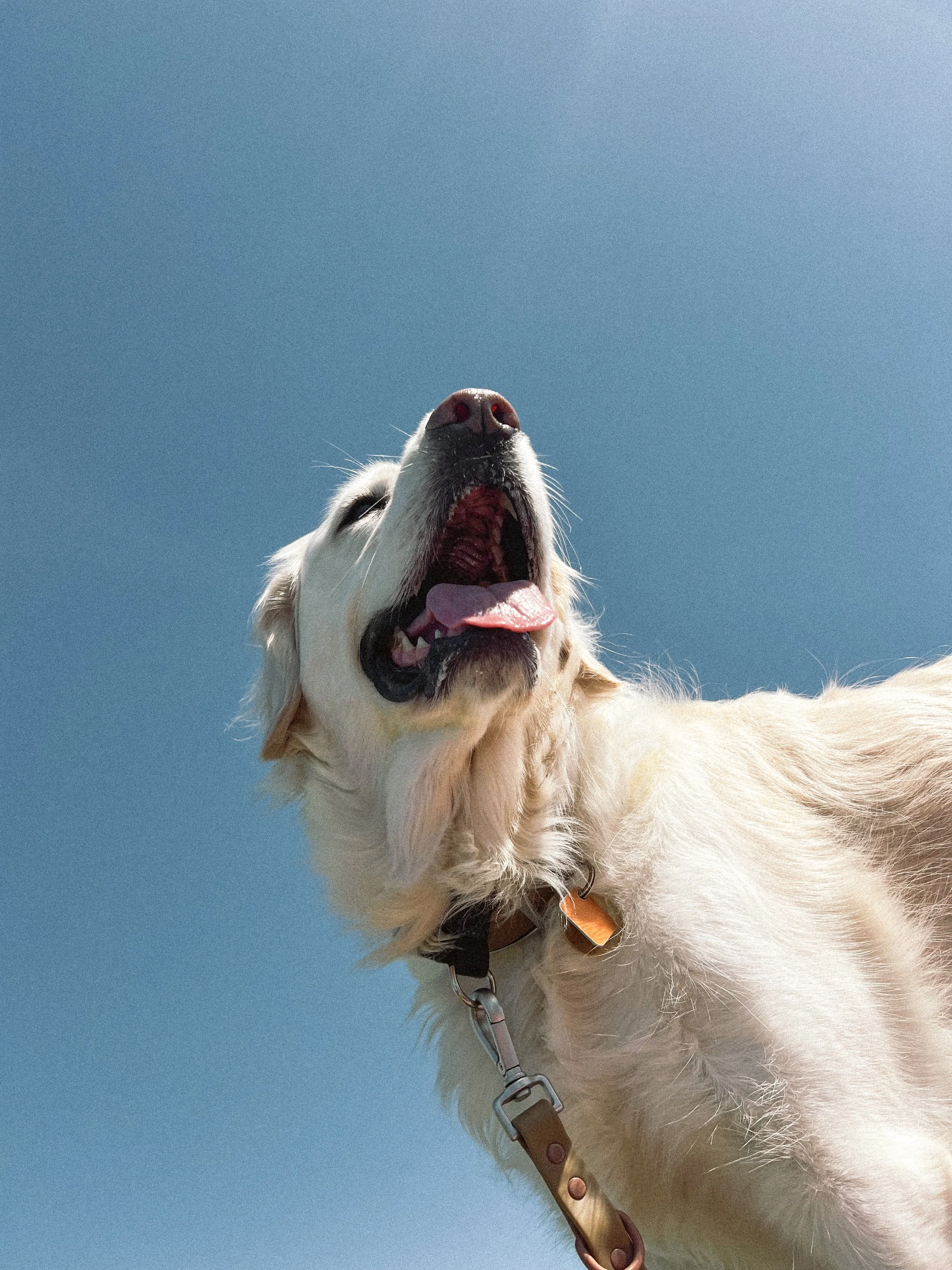 Close-up of a golden retriever dog looking up with its mouth open and tongue out against a clear blue sky.