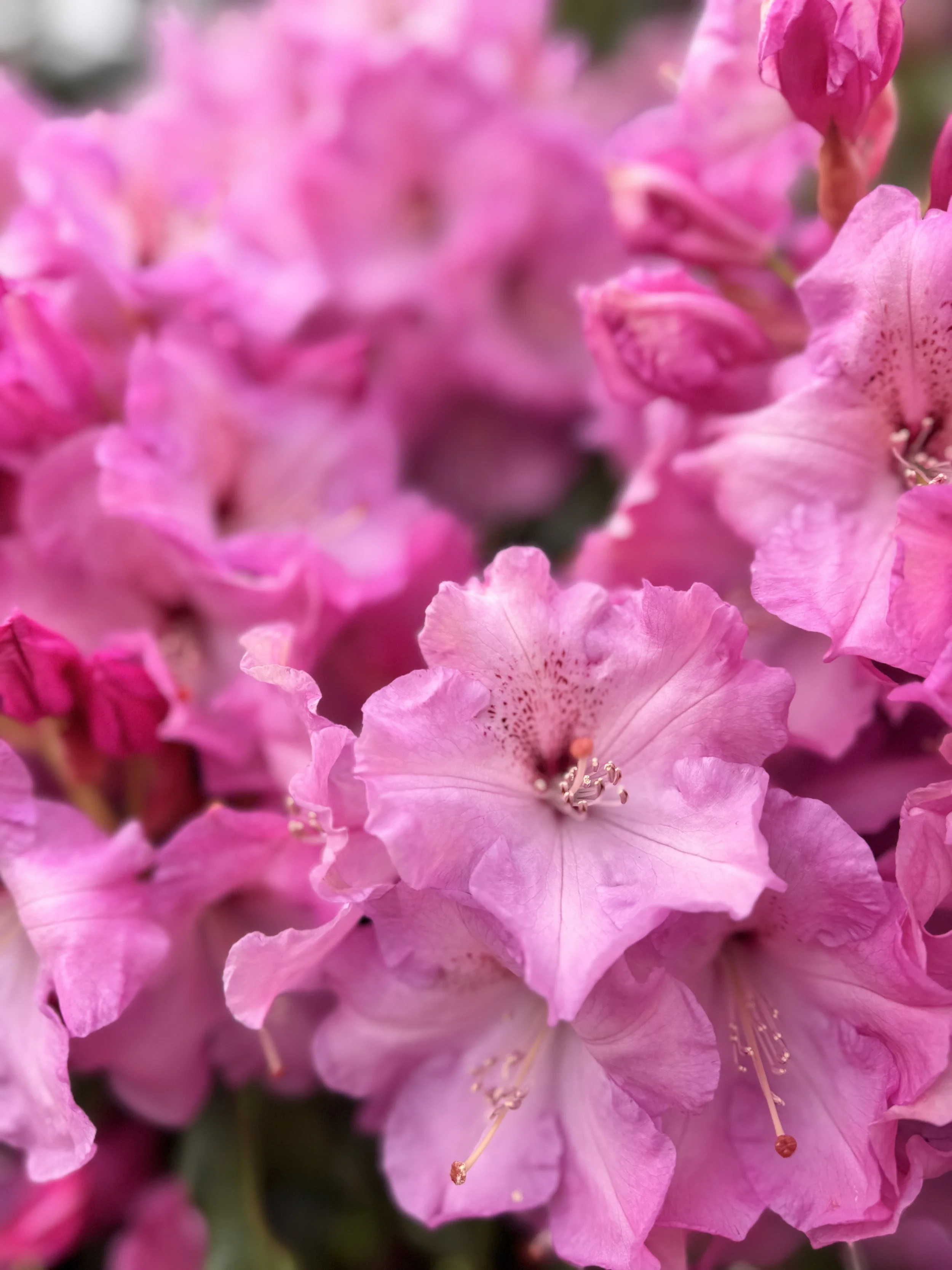 Close-up of pink azalea flowers with ruffled petals and prominent stamens.