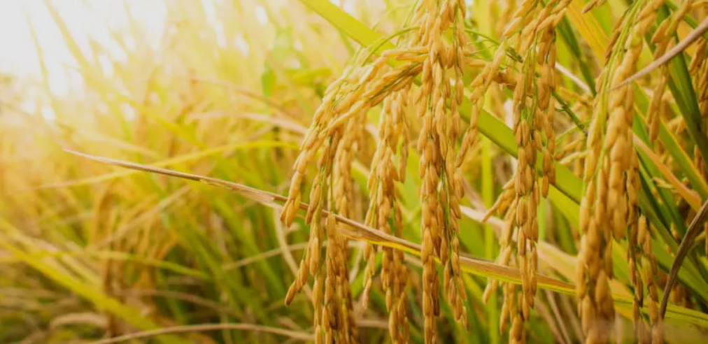 Close-up view of ripe golden rice grains hanging from the rice plant in a rice field during daytime.