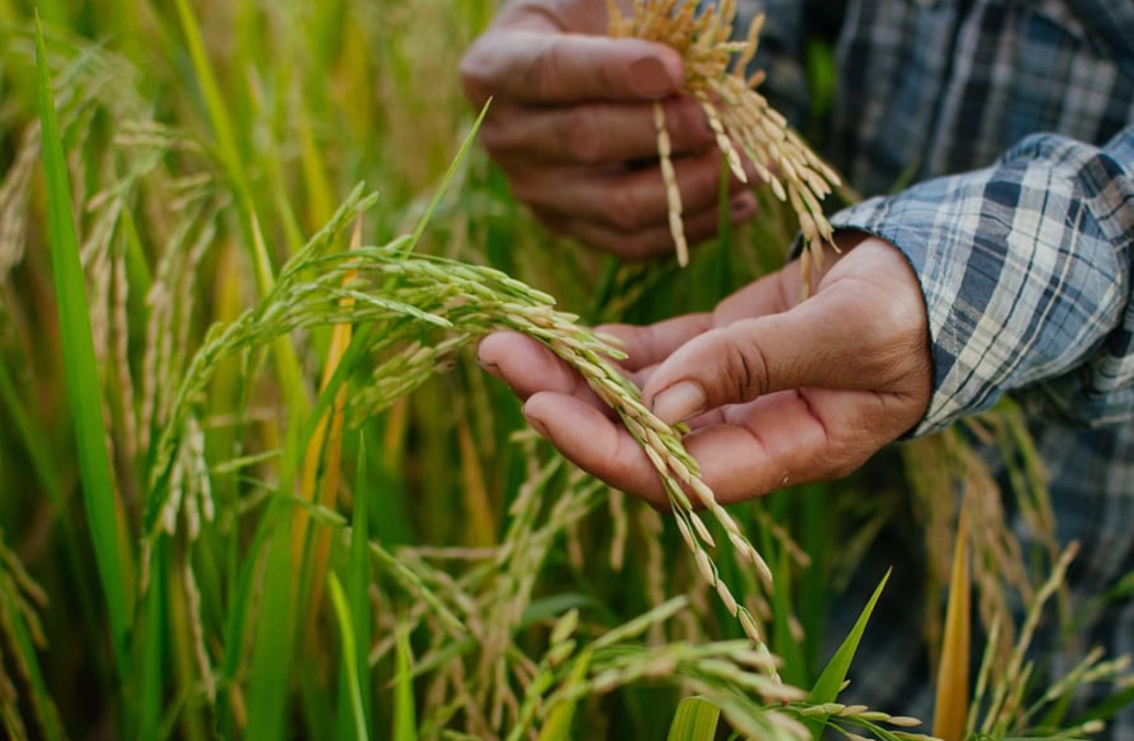 Close-up of a person examining ripening rice grains in a rice field.