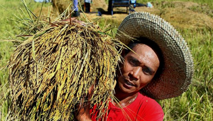 A man wearing a large straw hat carrying a bundle of rice in a field.