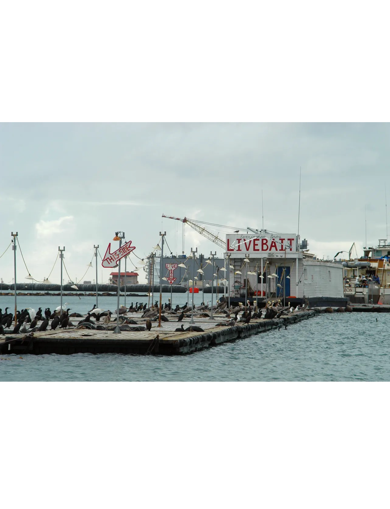 Everingham Bait Report