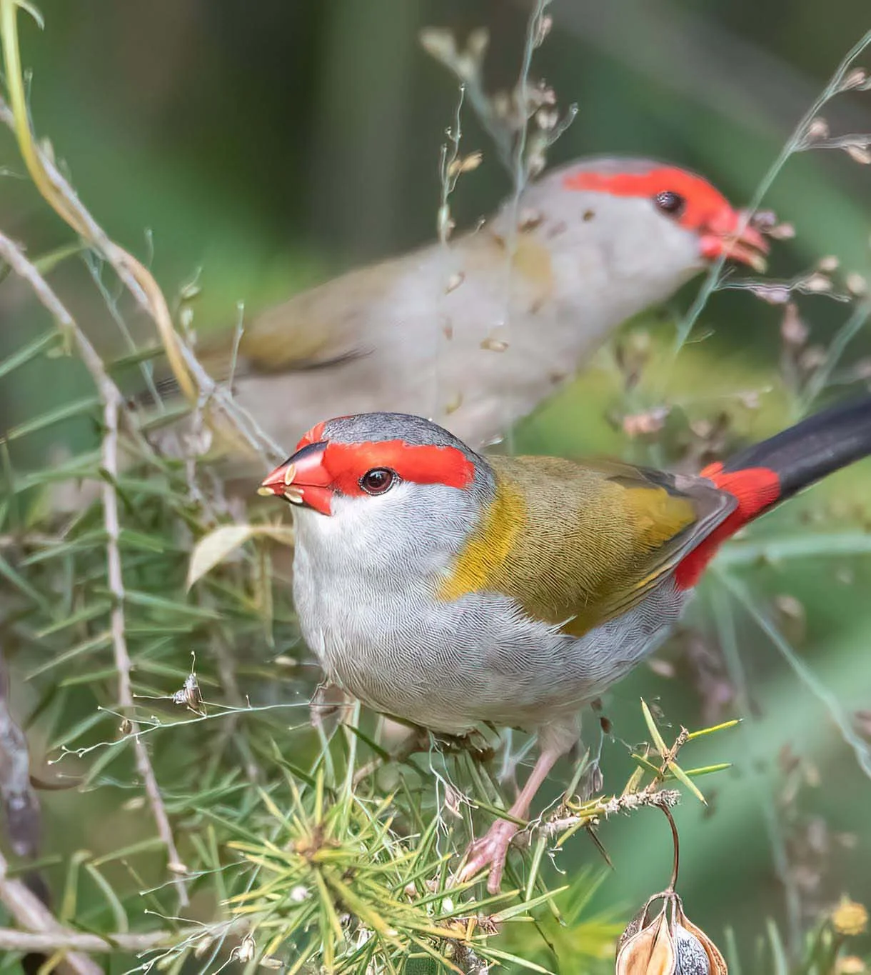 Two colorful birds perched among green pine needles and branches, with one bird in the foreground displaying red, gray, and yellow feathers, and a second bird in the background showing similar colors but more blurred.