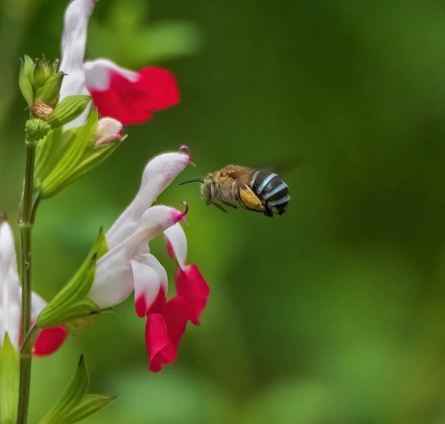 A bee approaching a cluster of pink and white flowers with a green background.