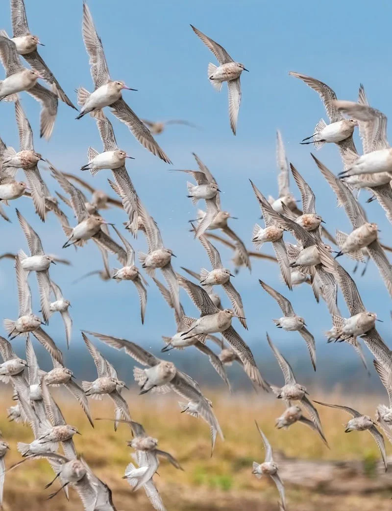 A large flock of shorebirds flying in the sky over a field.