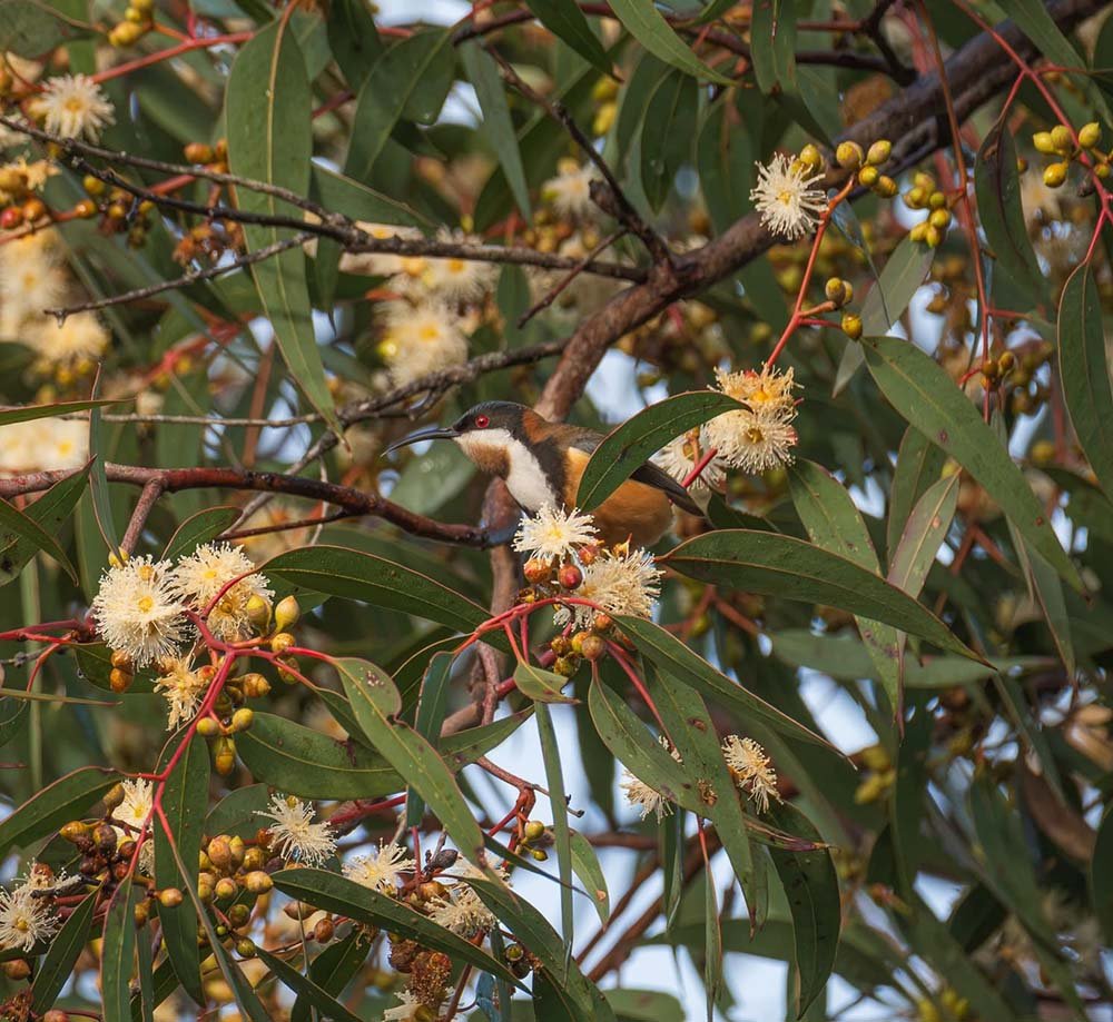 A bird with a black crest and red eye perched on a branch of a flowering tree with green leaves and white blossoms.