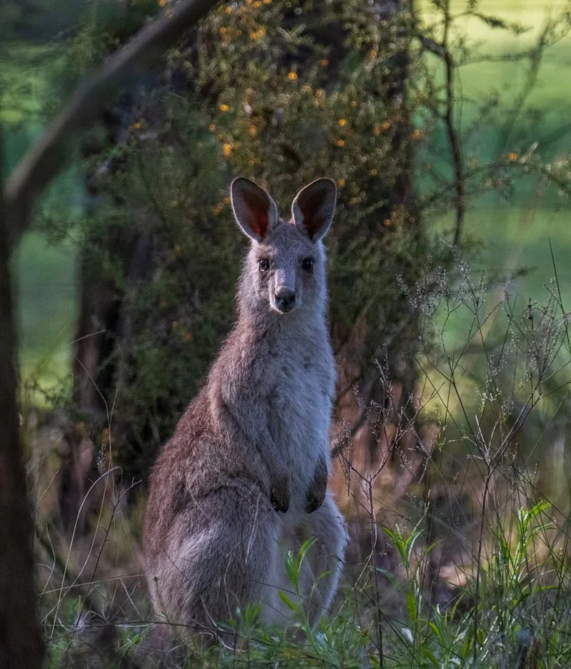 A young kangaroo standing upright in a natural outdoor setting with greenery and trees in the background.