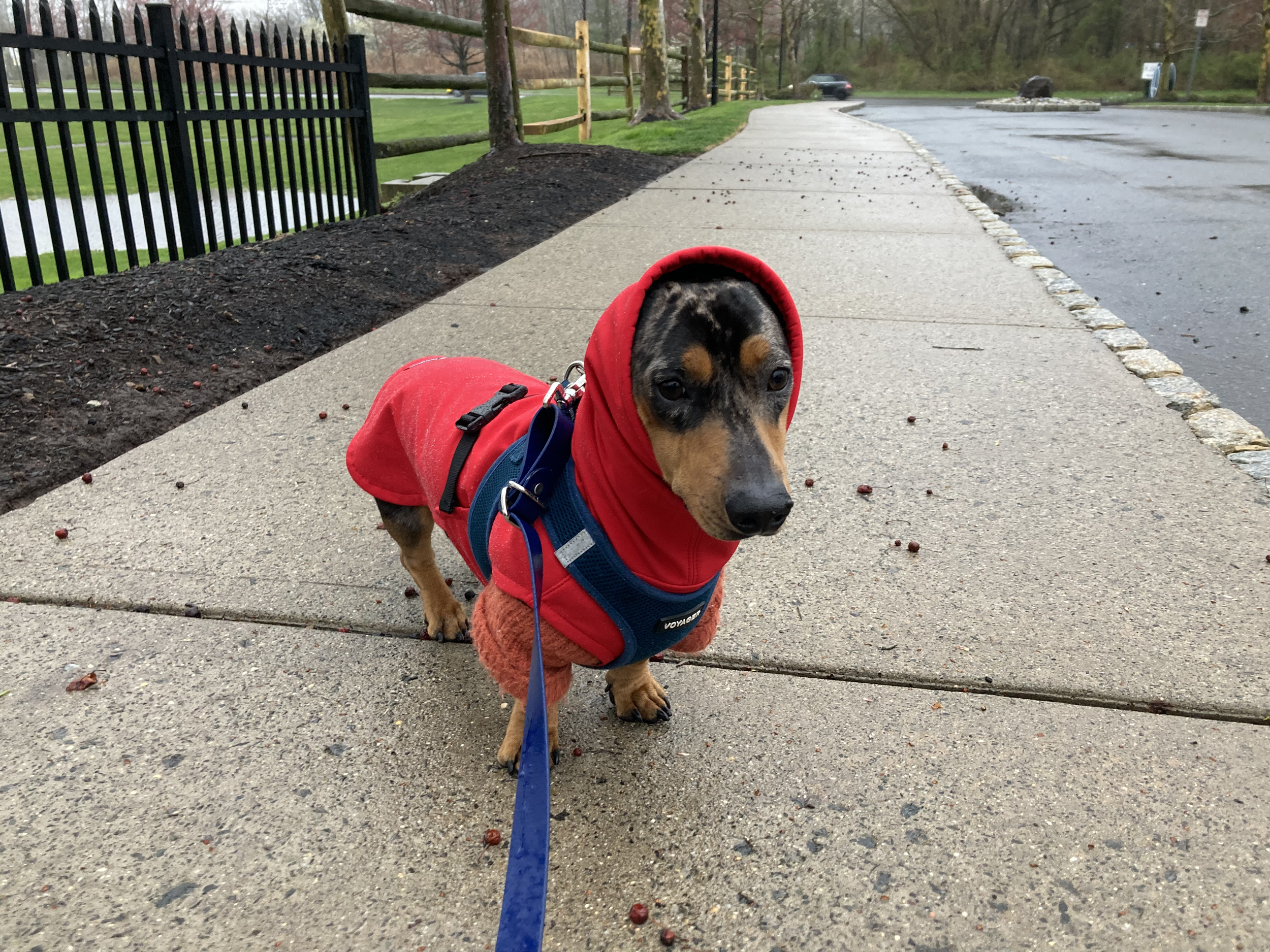 blu red raincoat.png