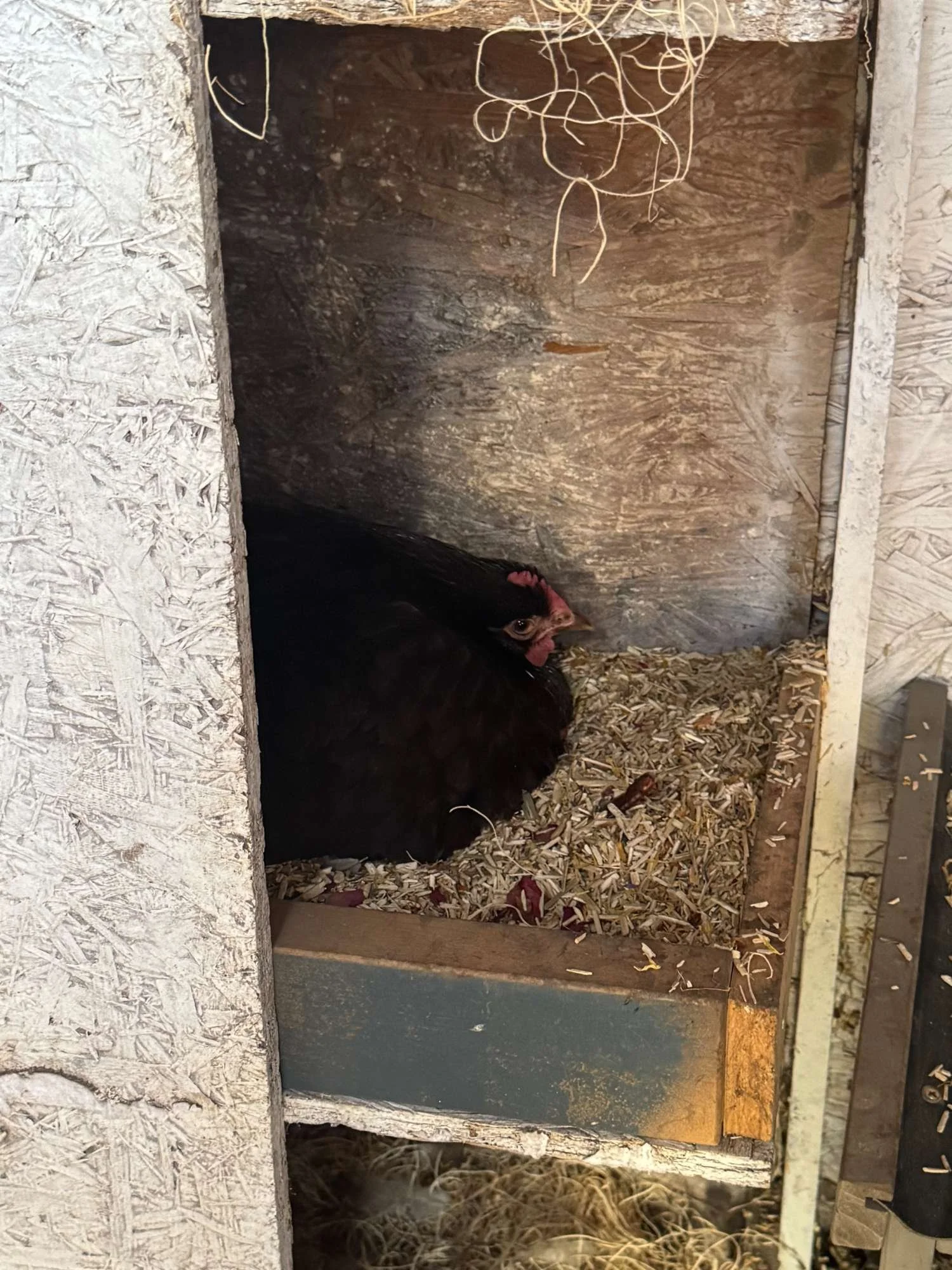 A black chicken sitting inside a wooden coop with straw bedding, partially obscured by the coop wall.