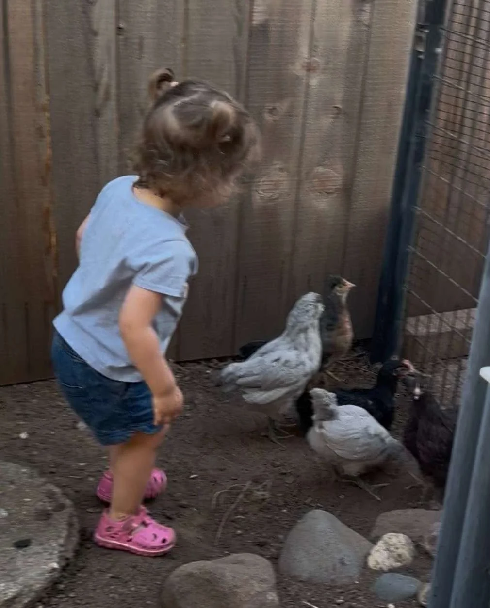 A young girl wearing a gray shirt, denim shorts, and pink Crocs stands near a fenced area with chickens, observing them.