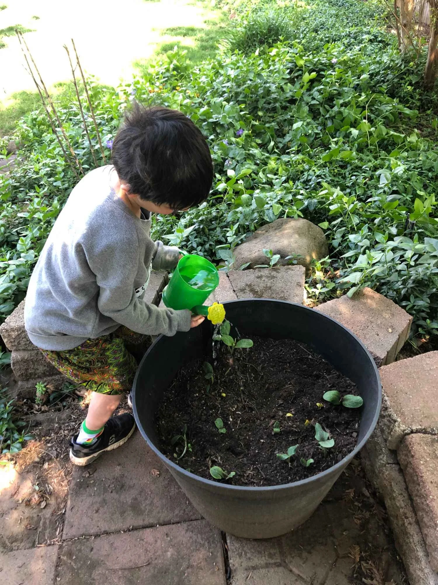 A young boy watering a plant in a large black pot in a garden.