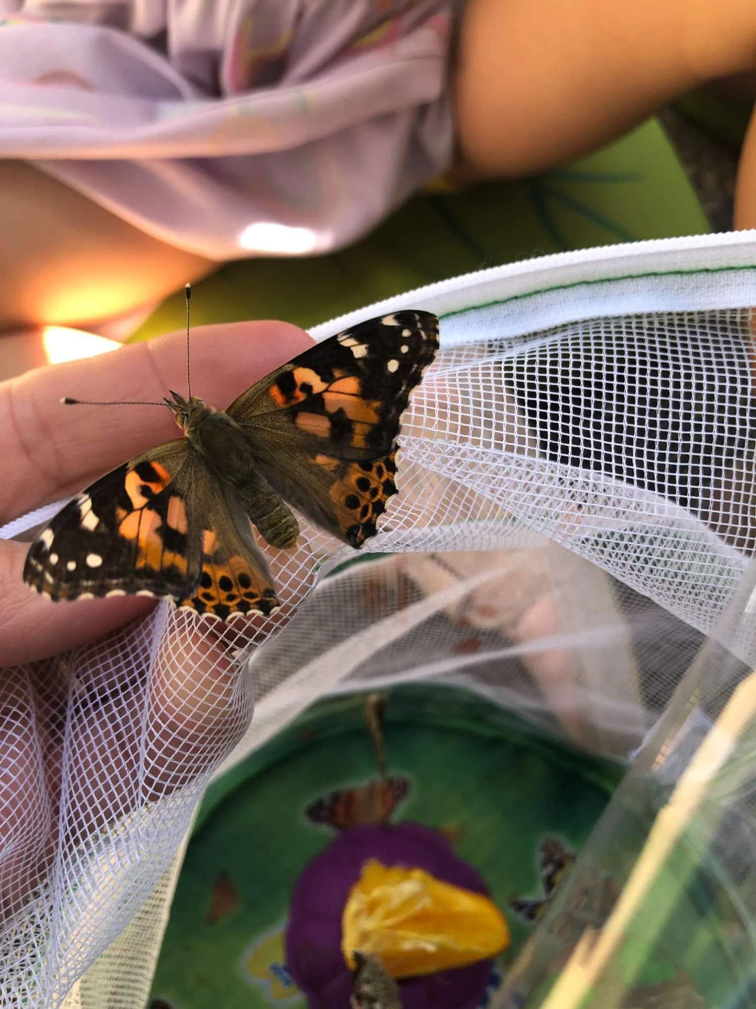 A person holding a butterfly net with a butterfly resting on their finger. The background shows a container with some insects and a purple flower with a yellow center.