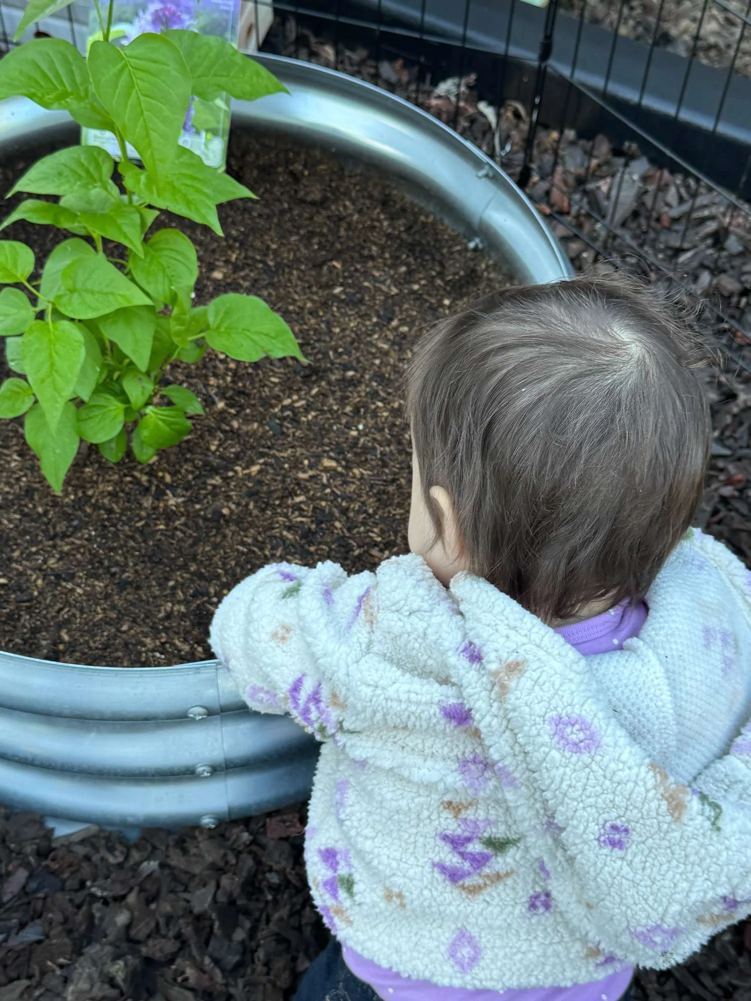 A young child with short brown hair wearing a fleece jacket with purple and pastel colors, reaches into a large round metal planter with dark soil and green plants, outdoors on a ground covered with mulch and a black metal fence in the background.