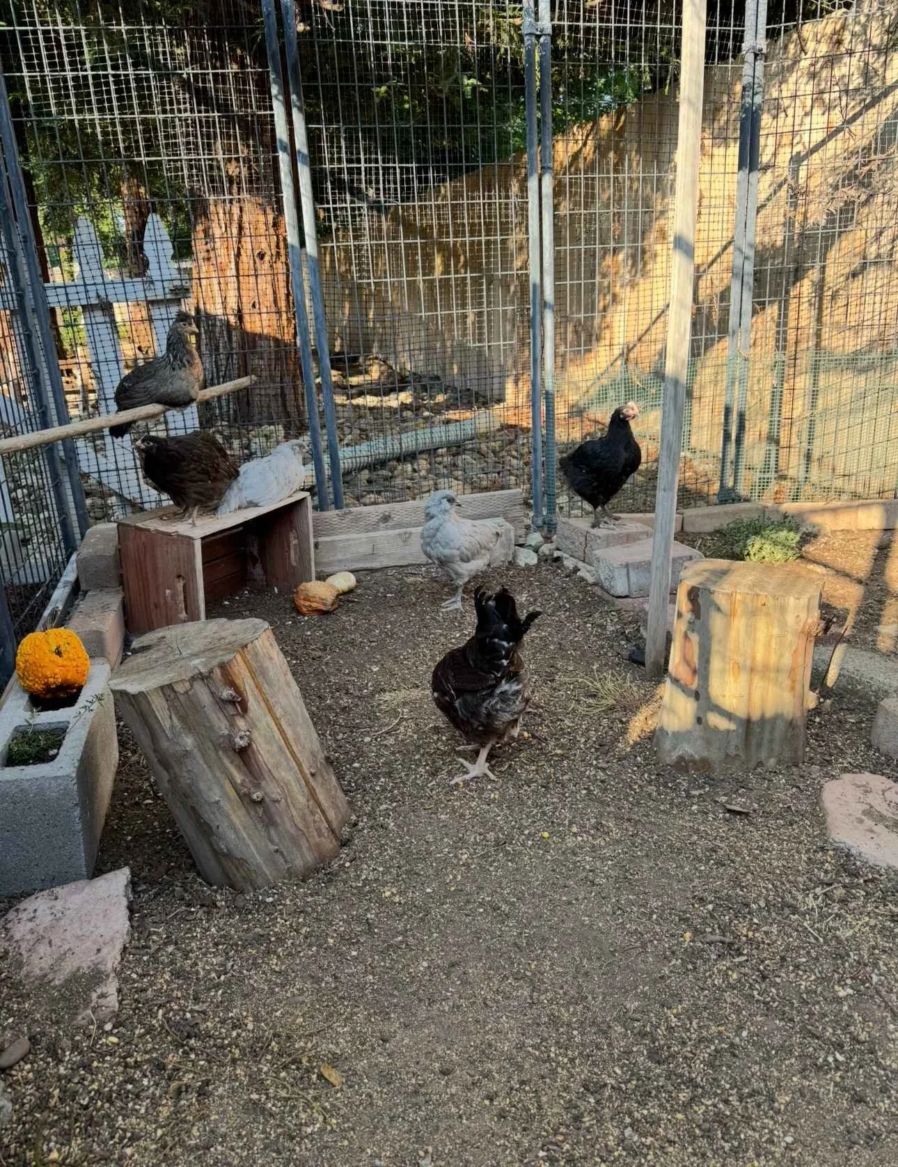 Six chickens inside a fenced outdoor enclosure with trees in the background. Some chickens are perched on wooden logs, and others are on the ground, which is covered with dirt and small rocks. There are pumpkins and wooden blocks inside the enclosure
