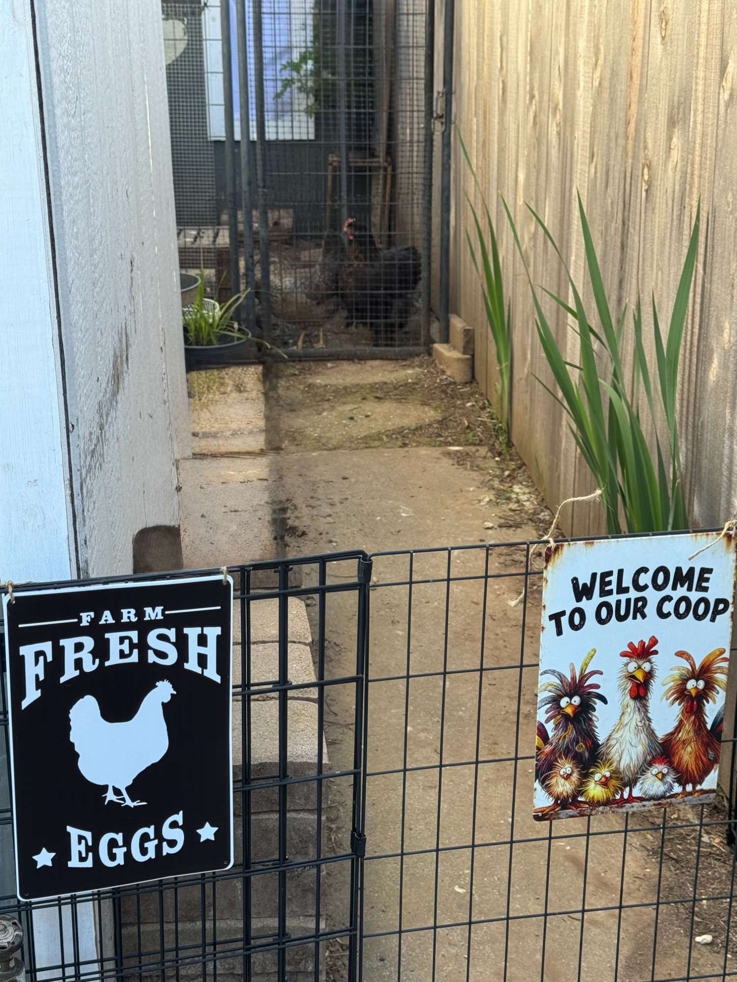 A chicken coop with a sign that says 'Farm Fresh Eggs' and a welcoming sign with cartoon chickens. Inside the coop, there are black chickens behind a wire fence, and there are plants along the sides.