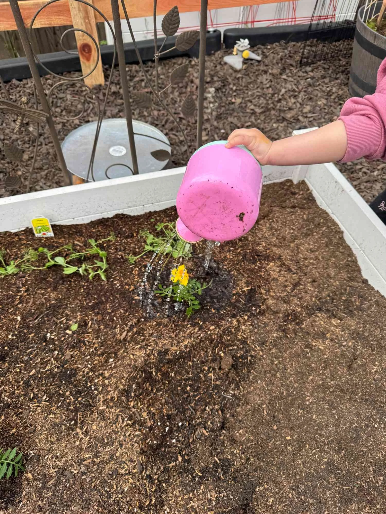 A child in a pink sweatshirt waters a small flowering plant with a pink watering can in a garden bed.