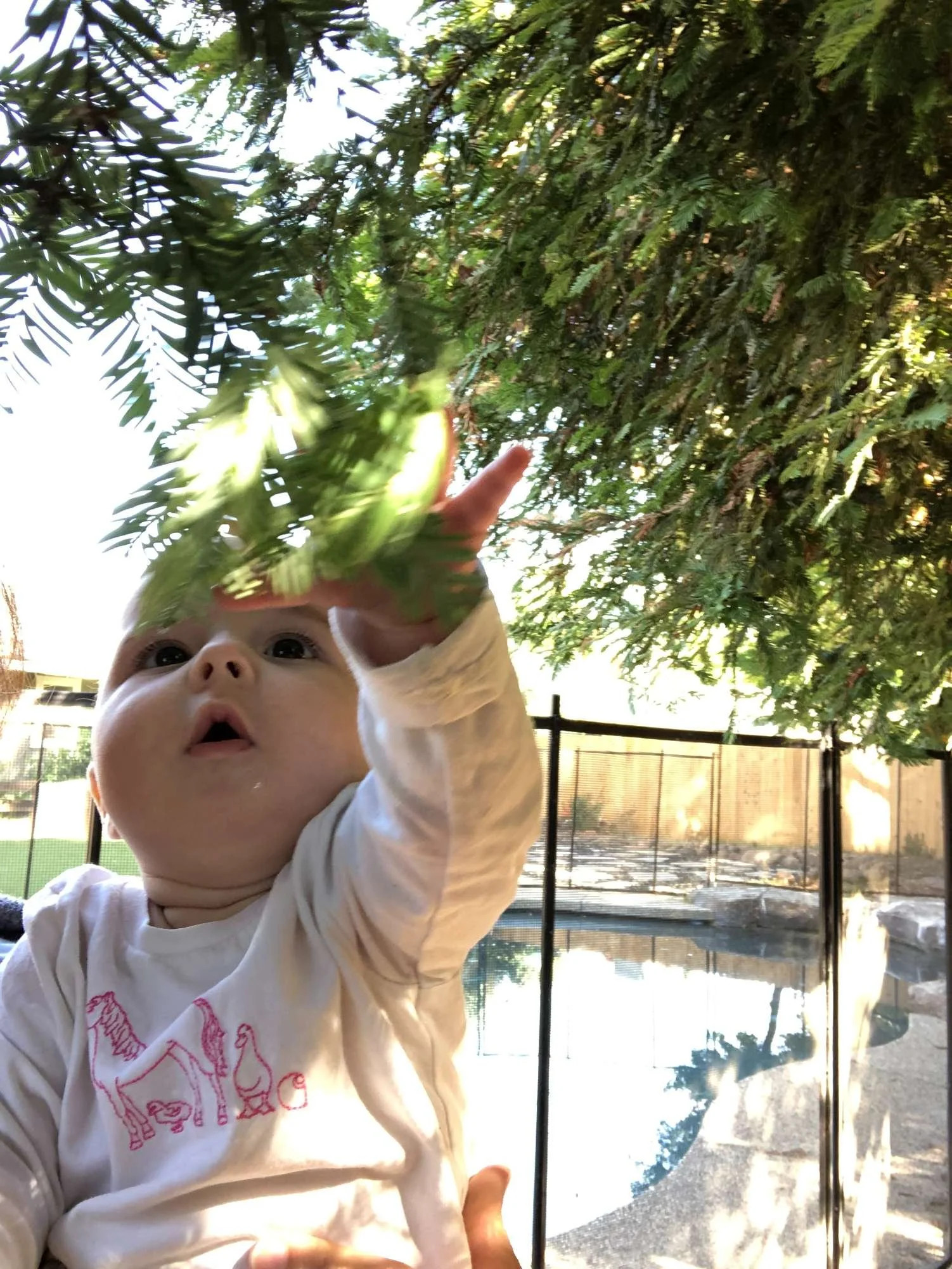 A young child reaching up towards tree branches outdoors, with a background of a fenced yard and a small pond.