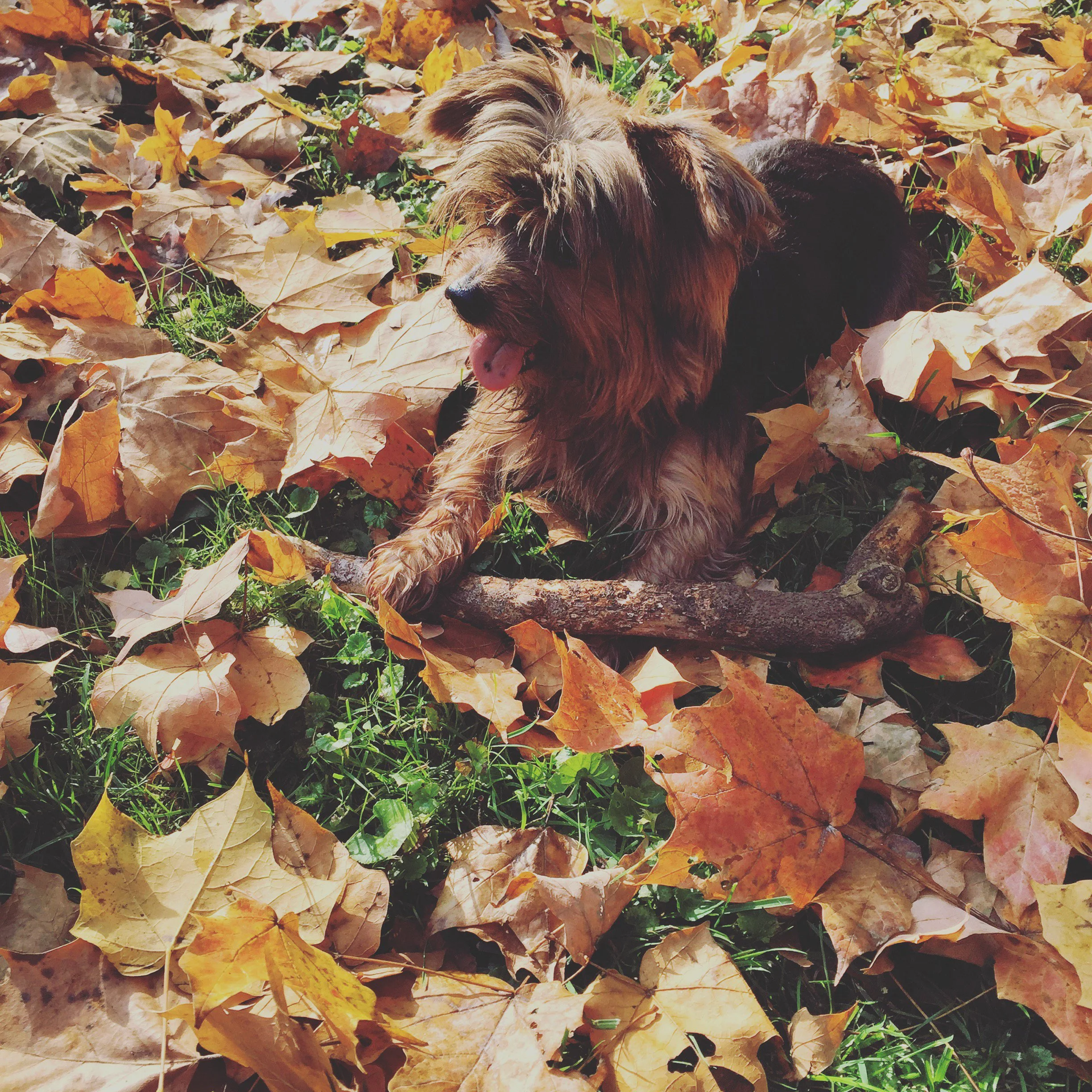 A dog sitting on a bed of fallen autumn leaves, with a stick nearby, during daytime.