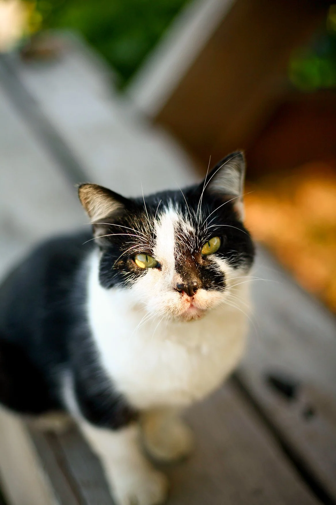 Close-up of a black and white cat with yellow eyes, sitting outdoors on a wooden surface, looking up at the camera with a blurred background.
