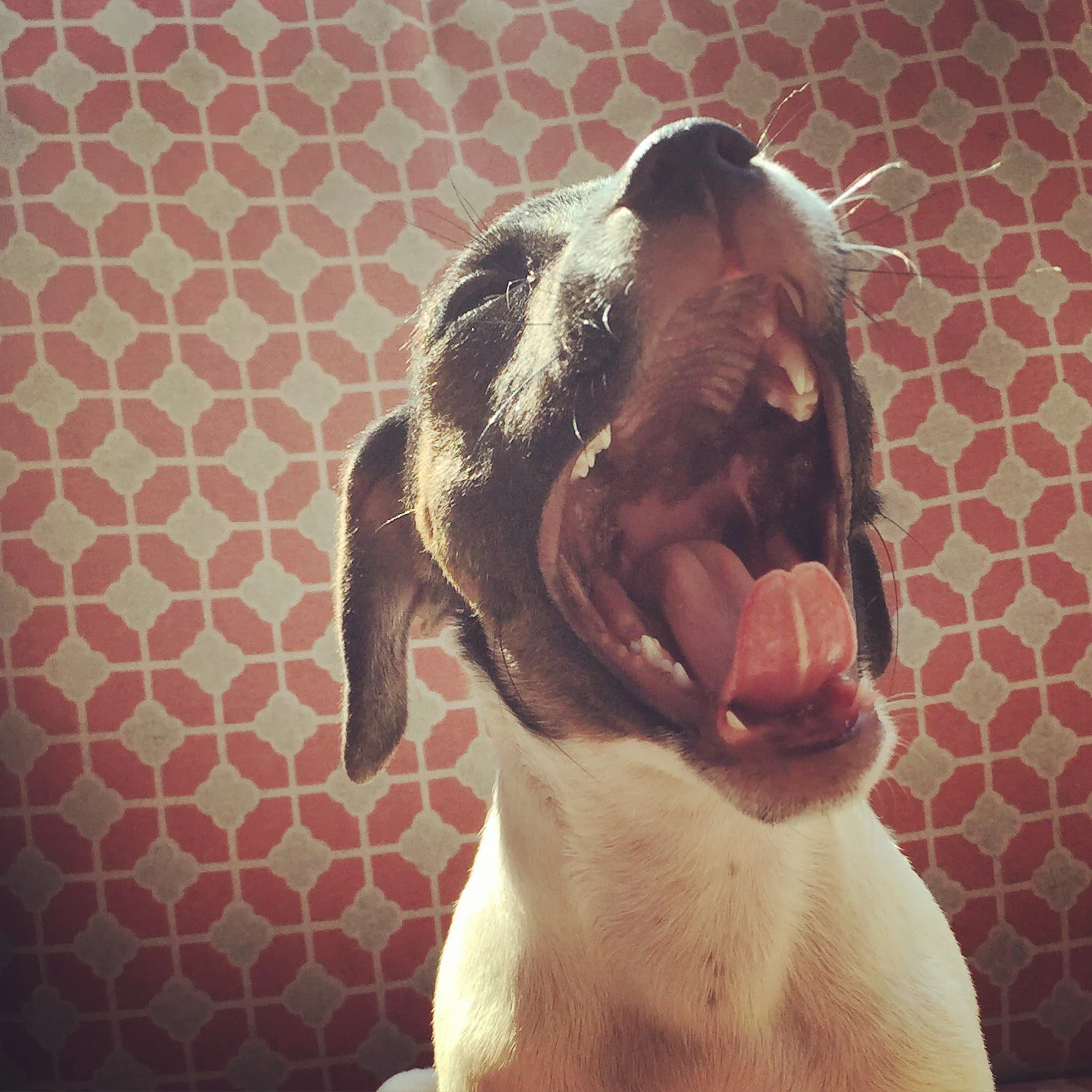 A dog with its mouth open wide, yawning or barking, against a red patterned background.