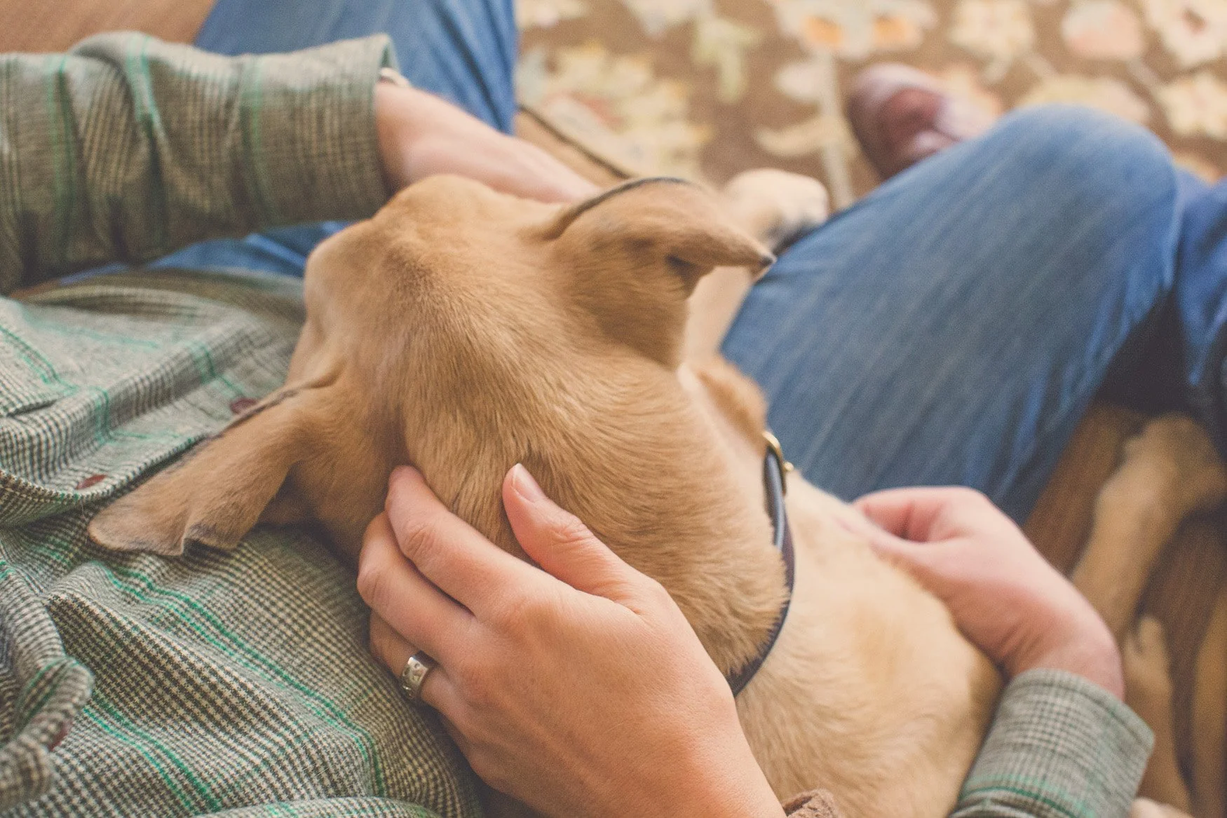 Person sitting on a couch holding a tan dog, with the dog resting its head on the person's lap, in a cozy indoor setting.