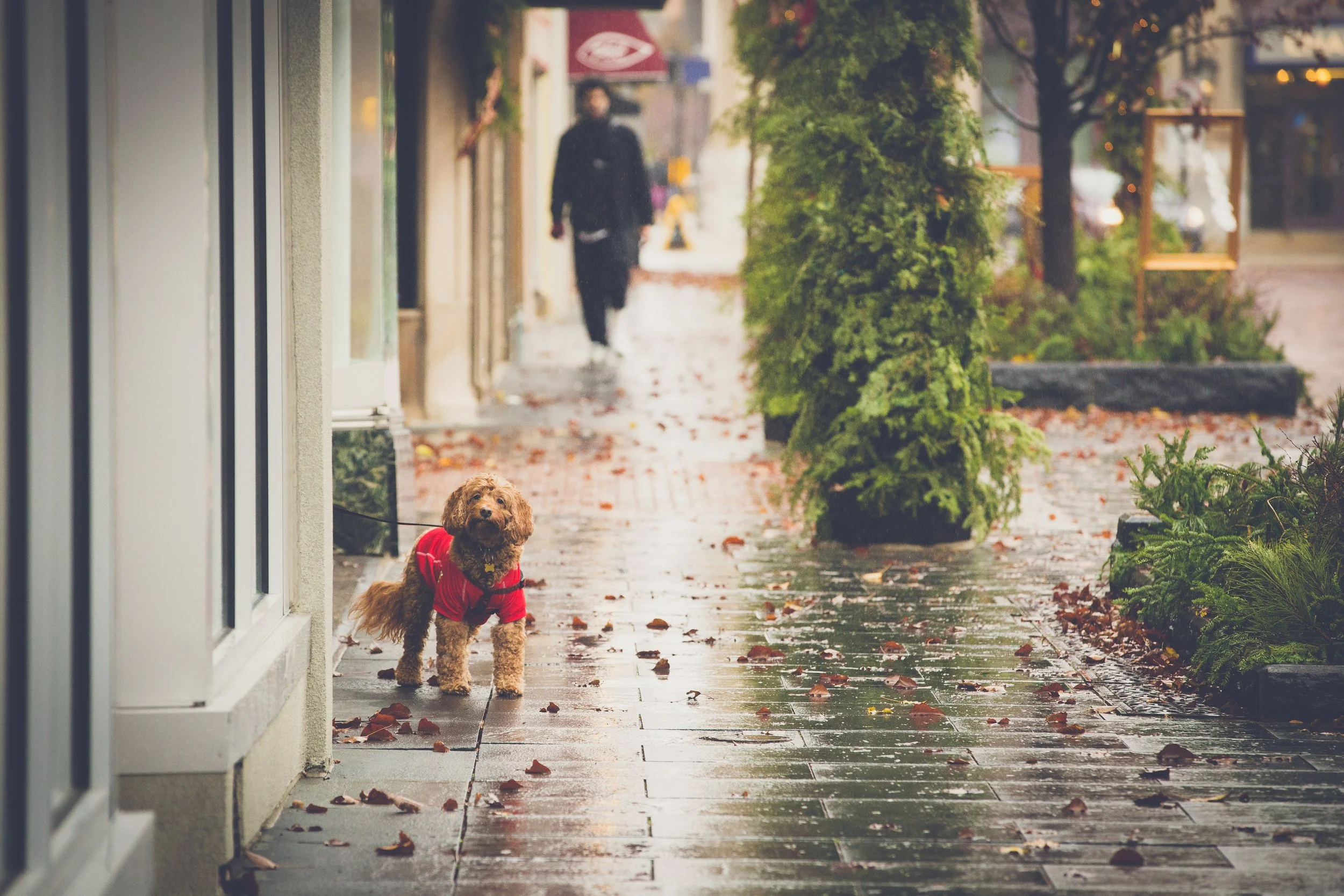 A small dog wearing a red sweater stands on a wet sidewalk with fallen leaves, with a person walking in the background on a rainy day.