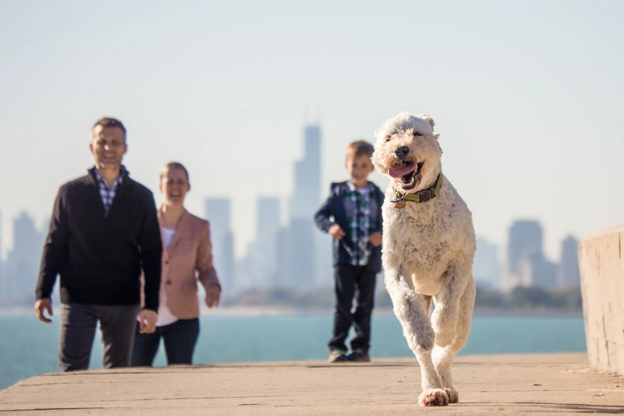 A happy dog running towards the camera with three people in the background along a waterfront pier, city skyline in the distance.