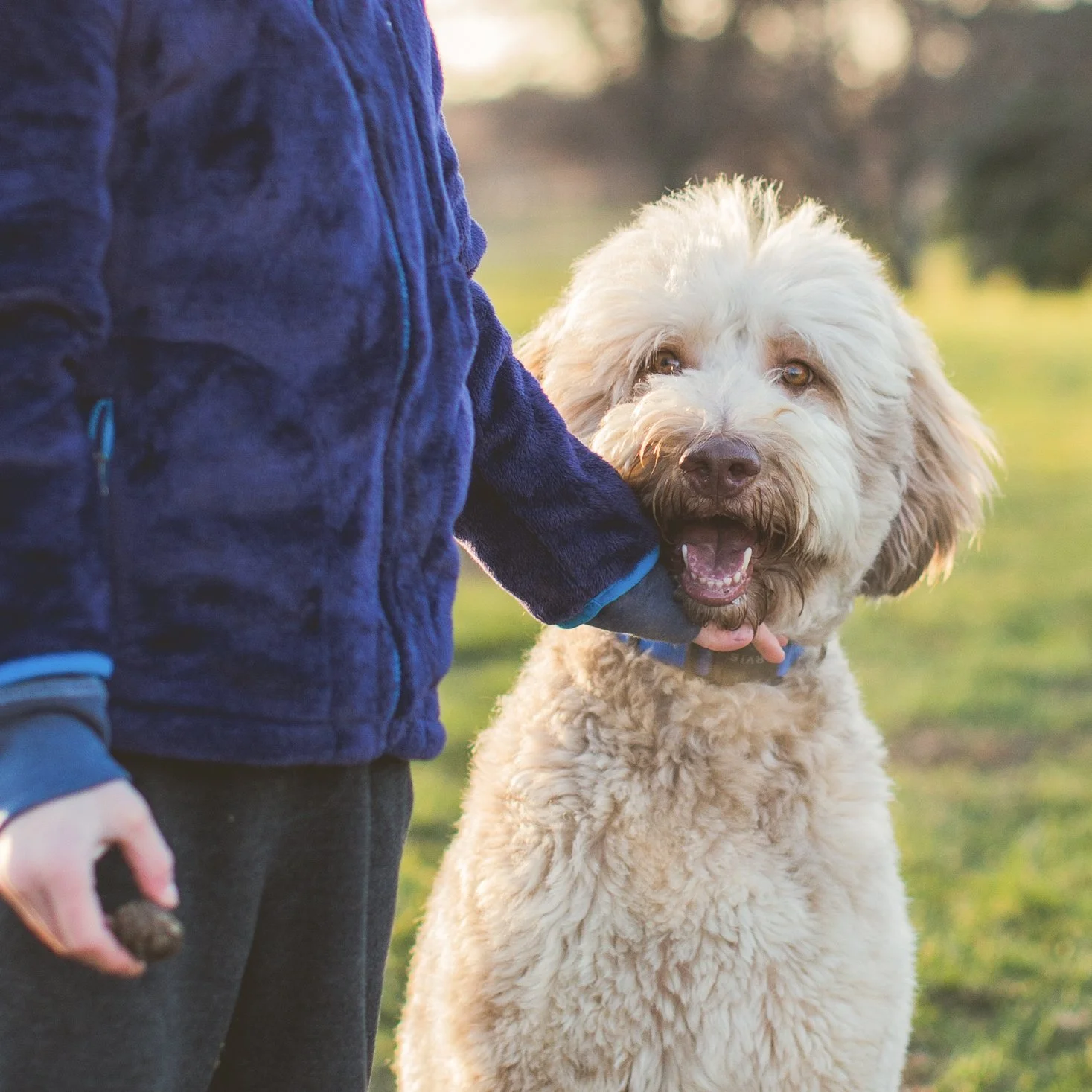 A person in a blue fleece jacket standing outdoors with a happy, cream-colored dog. The dog is looking at the camera with its mouth open, on a grassy field during sunset.