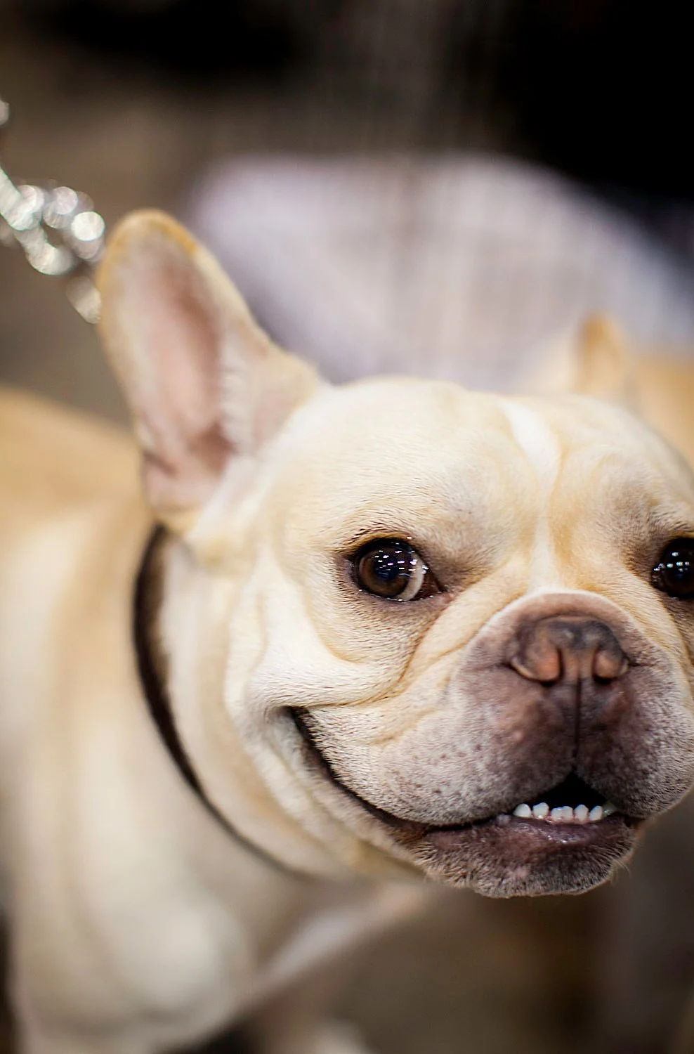 Close-up of a happy French Bulldog with a grin, showing its teeth, with one ear visible and a chain leash attached.