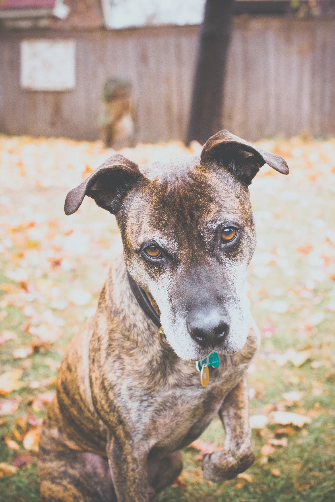 Pets-9.jpg