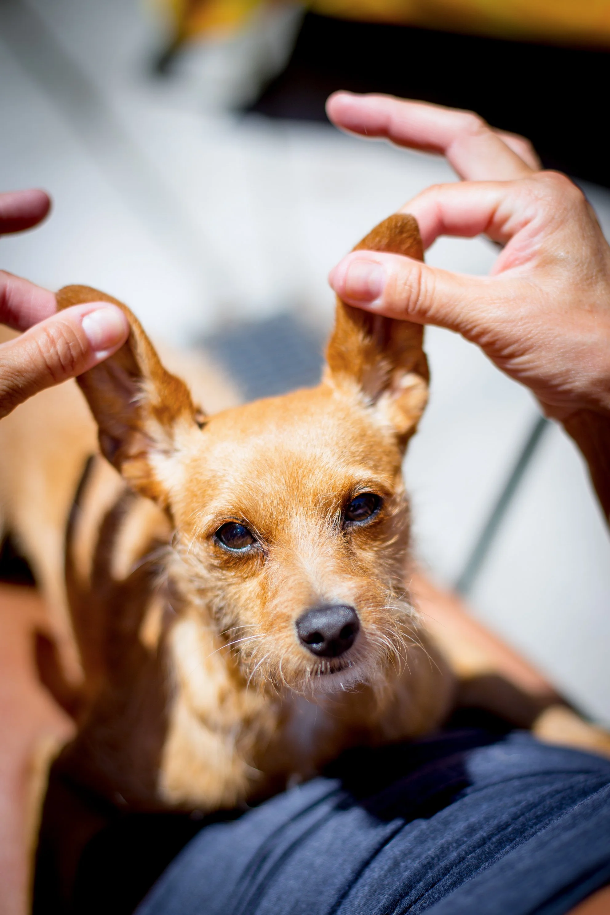 A small tan dog with pointy ears being held by two hands, with one hand gently grabbing each ear. The dog is looking directly at the camera with a relaxed expression.
