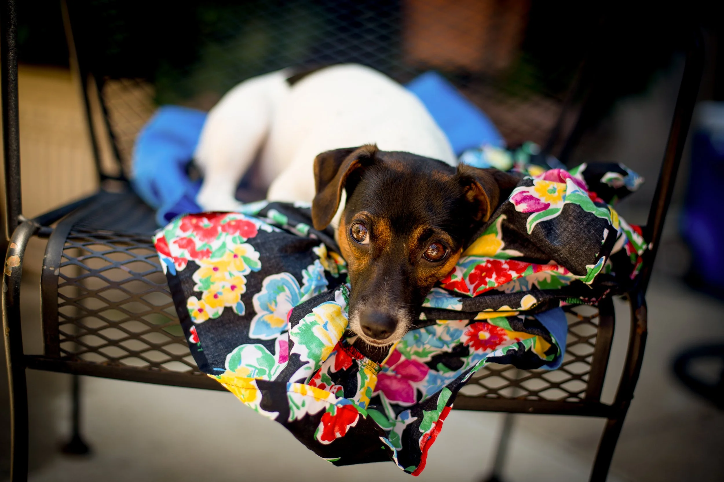 A small dog with black and brown fur lying on a black metal outdoor table, resting on a colorful floral blanket. The dog is looking directly at the camera with a curious expression.