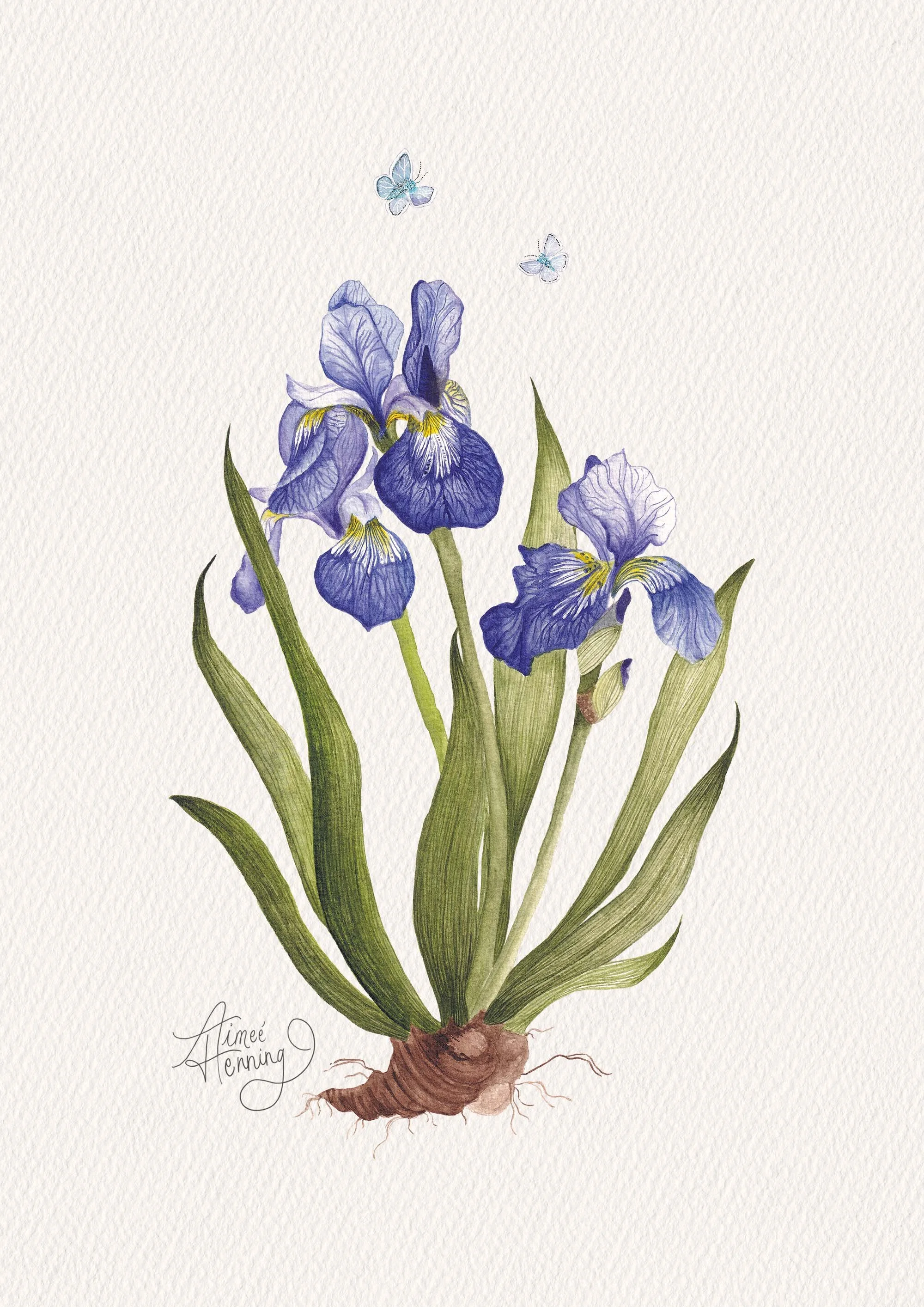 A Moment Among Irises.jpg