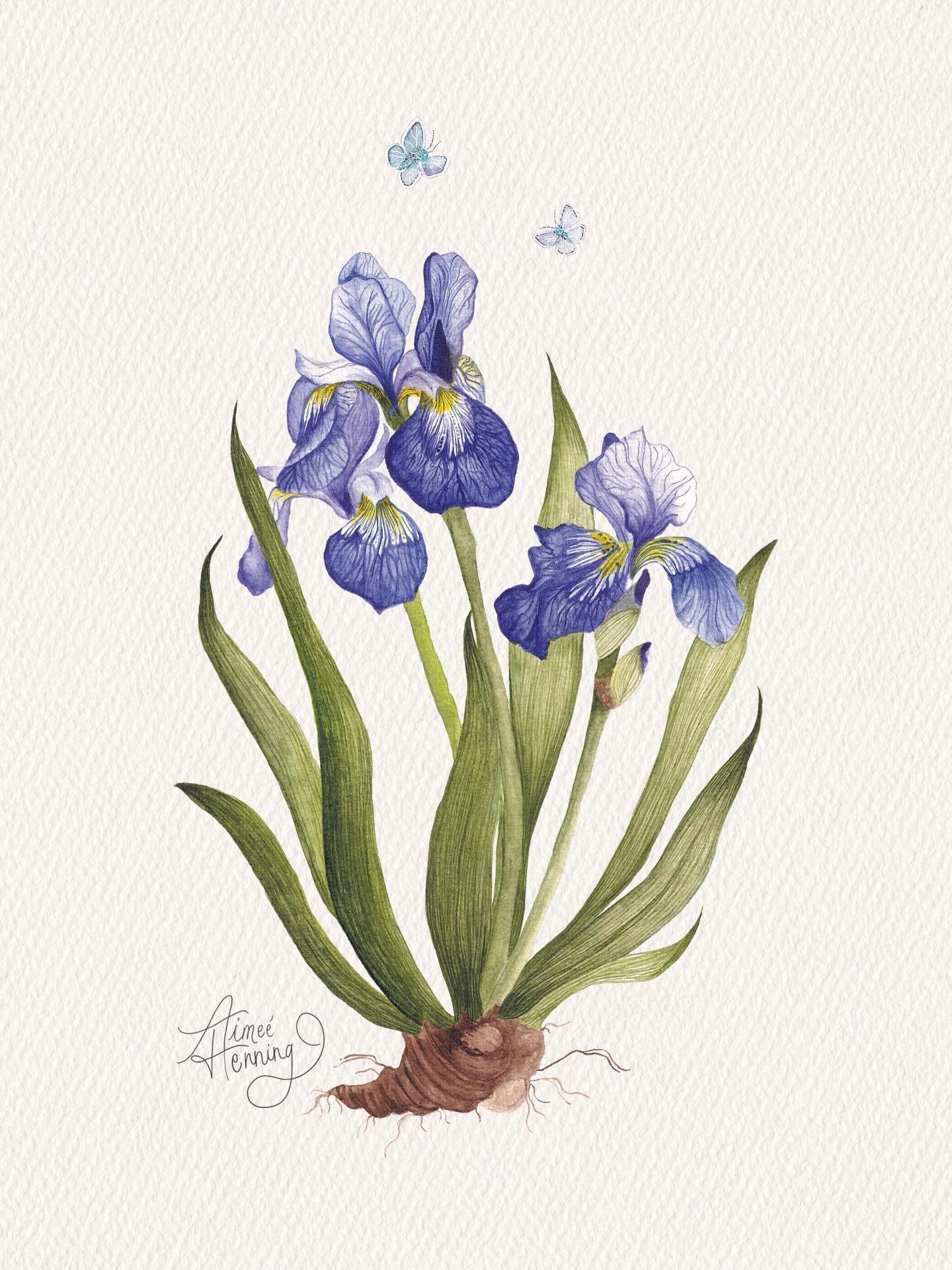 A quiet botanical study of iris in bloom, accompanied by a few delicate visitors.

This piece is part of my new collection inspired by garden flowers, traditional botanical illustration, and the quiet beauty of nature.

Limited edition fine art print