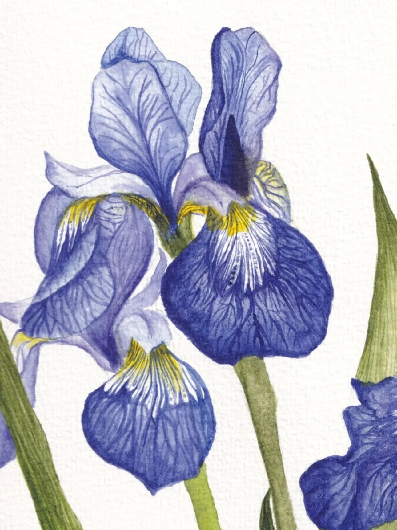 A Moment Among Irises &mdash; Details

A closer look at some of the details from A Moment Among Irises.

I&rsquo;ve always loved the intricate structure of iris flowers &mdash; from the delicate veining of the petals to the sculptural form of the rhi