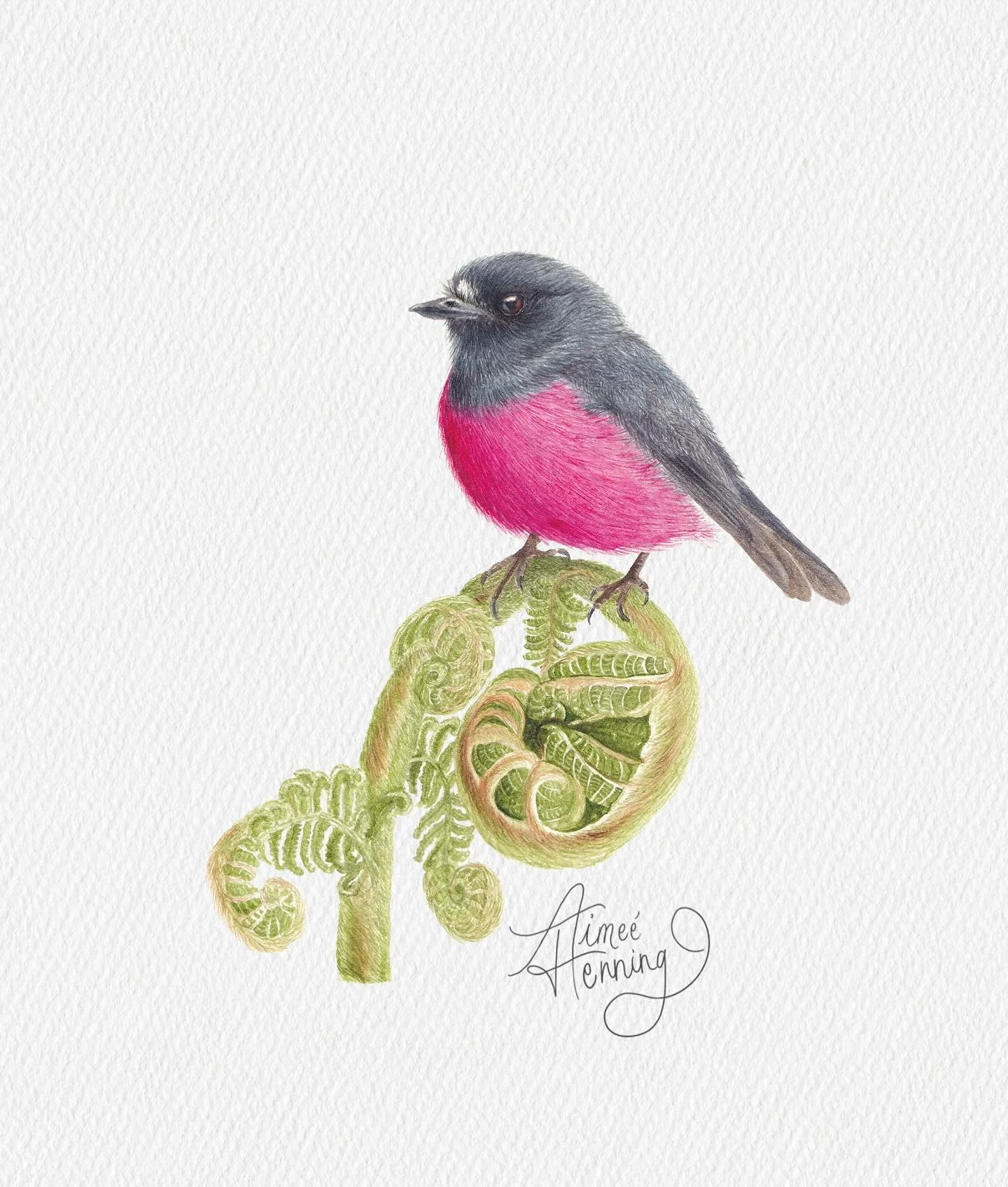 The Pink Robin

A new piece inspired by the quiet beauty of the forest floor, with a pink robin resting among unfurling fern fronds.

Limited edition fine art prints will be available soon

#botanicalart 
#botanicalartist 
#birdart 
#fineartprints 
#