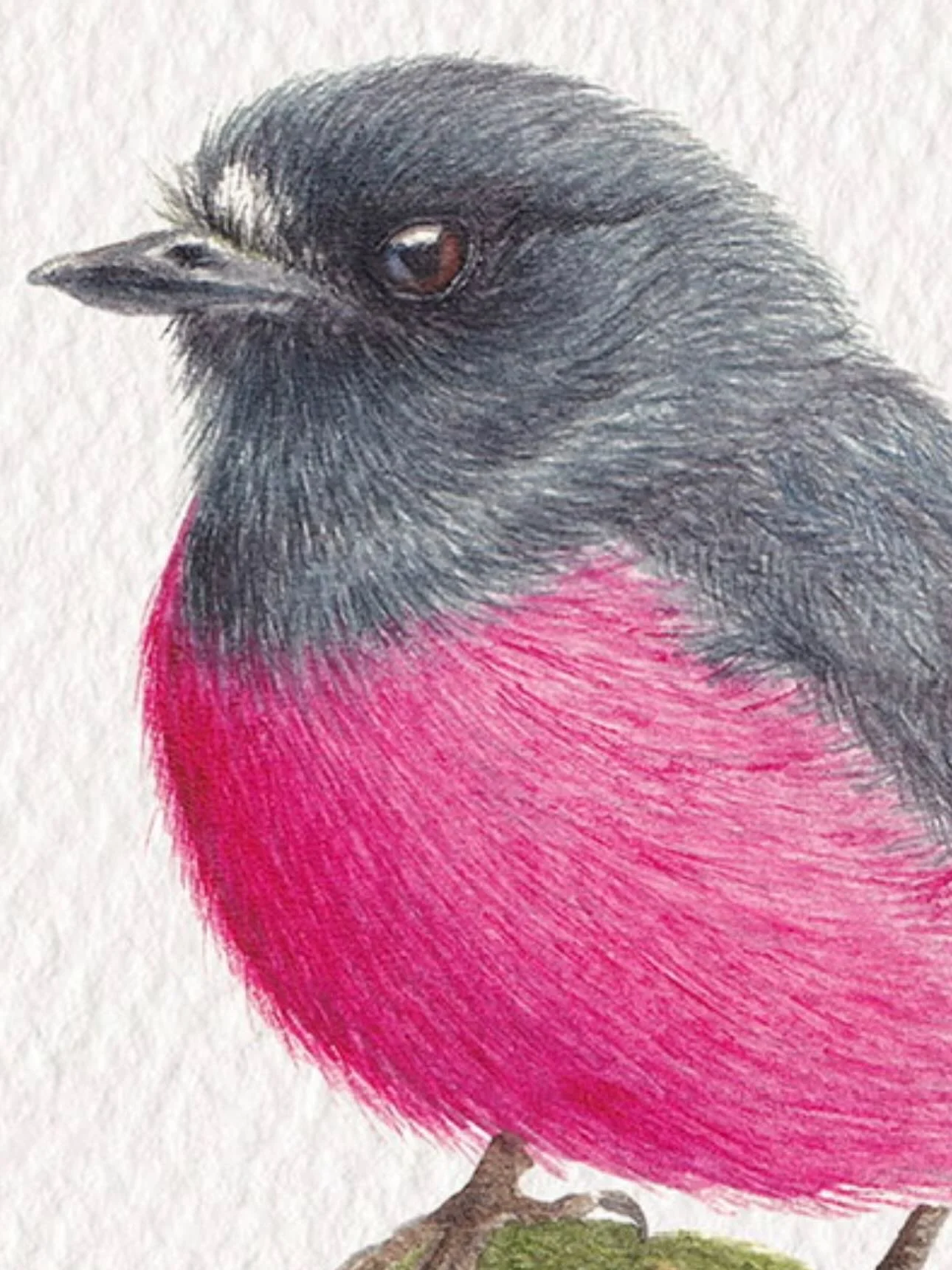 Close up of The Pink Robin - limited edition prints coming soon!

.
#botanicalart #birdart #pinkrobin #botanicalpainting #fineartprints