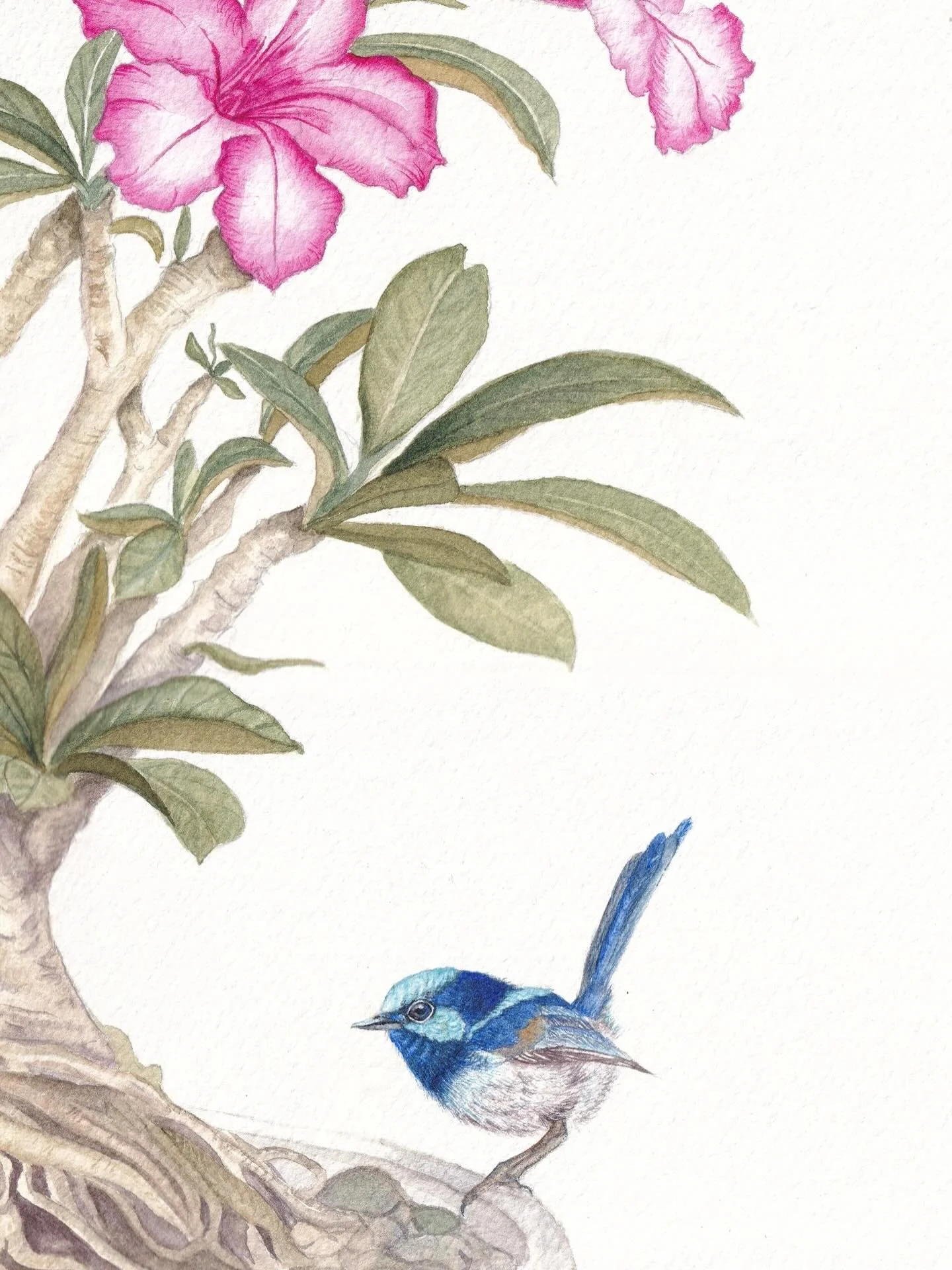A close up of The Wren&rsquo;s Rest 🌿

#fairywren #australianartist #whimsicalart #fineartprints #botanicalart
