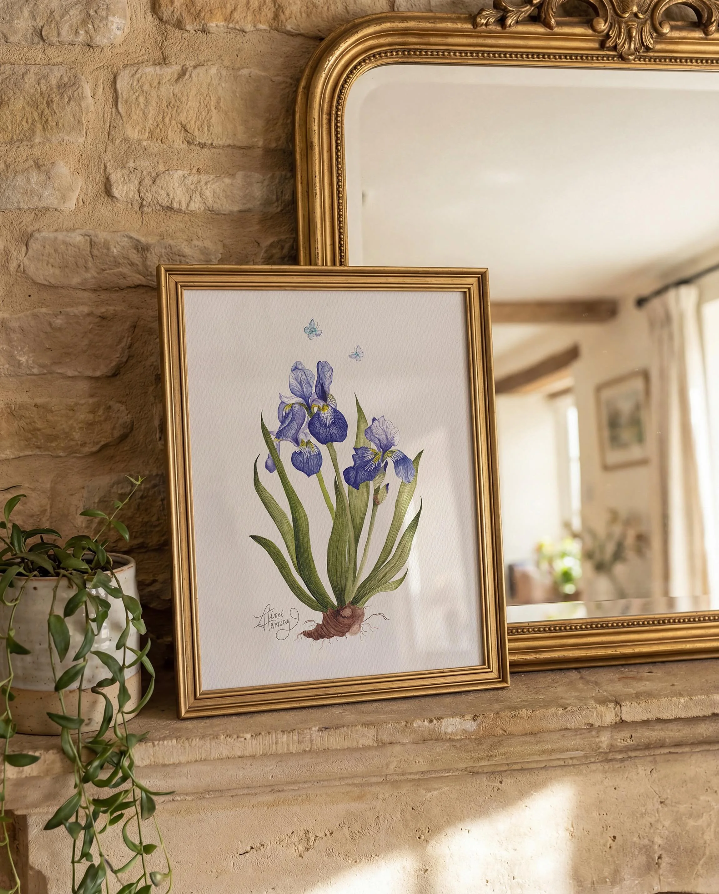 A Moment Among Irises - limited edition prints available soon!

#watercolourartprints #watercolouririses #heirloomart #australianbotanicalartist #limitededitionprints