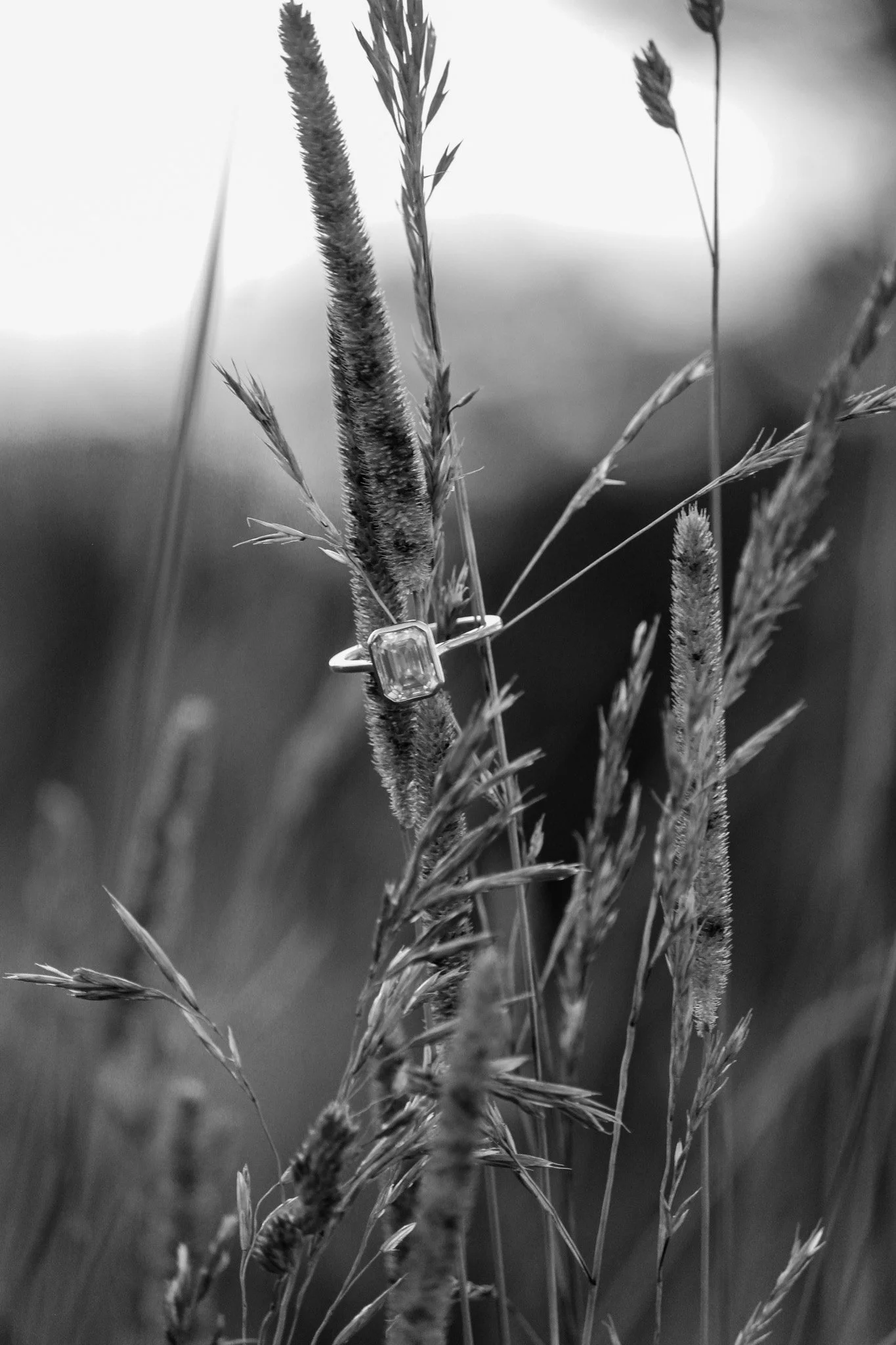 Close-up of tall grass and plants in a field, with a ring on one of the plants, in black and white.